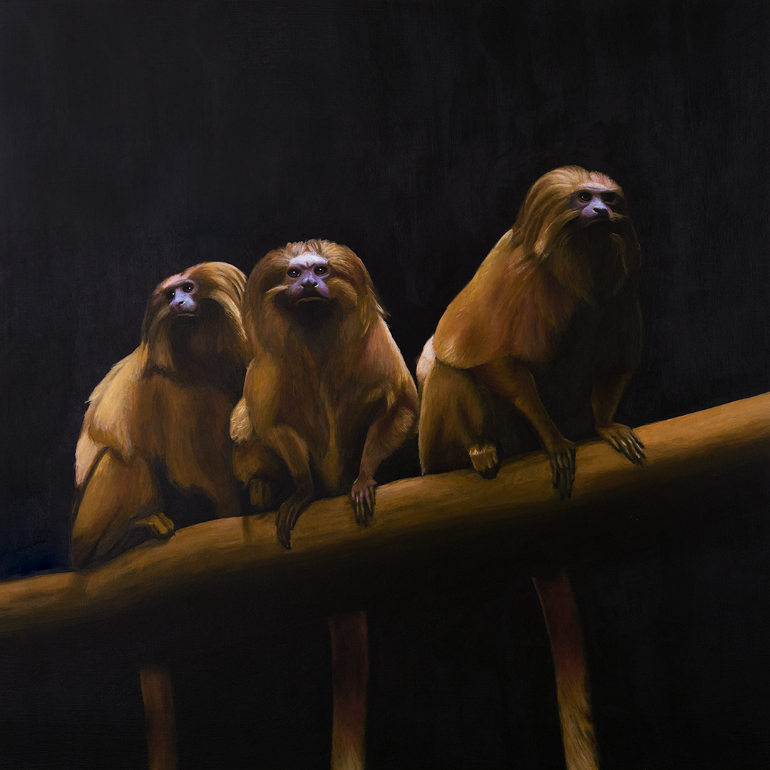 Three Wise Tamarins