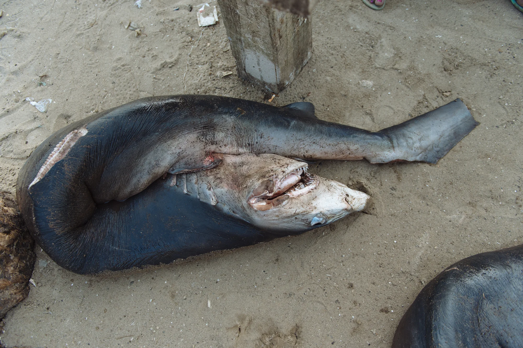 20180119_Abobodoumé Fish Market_Côte d'Ivoire_0639.jpg