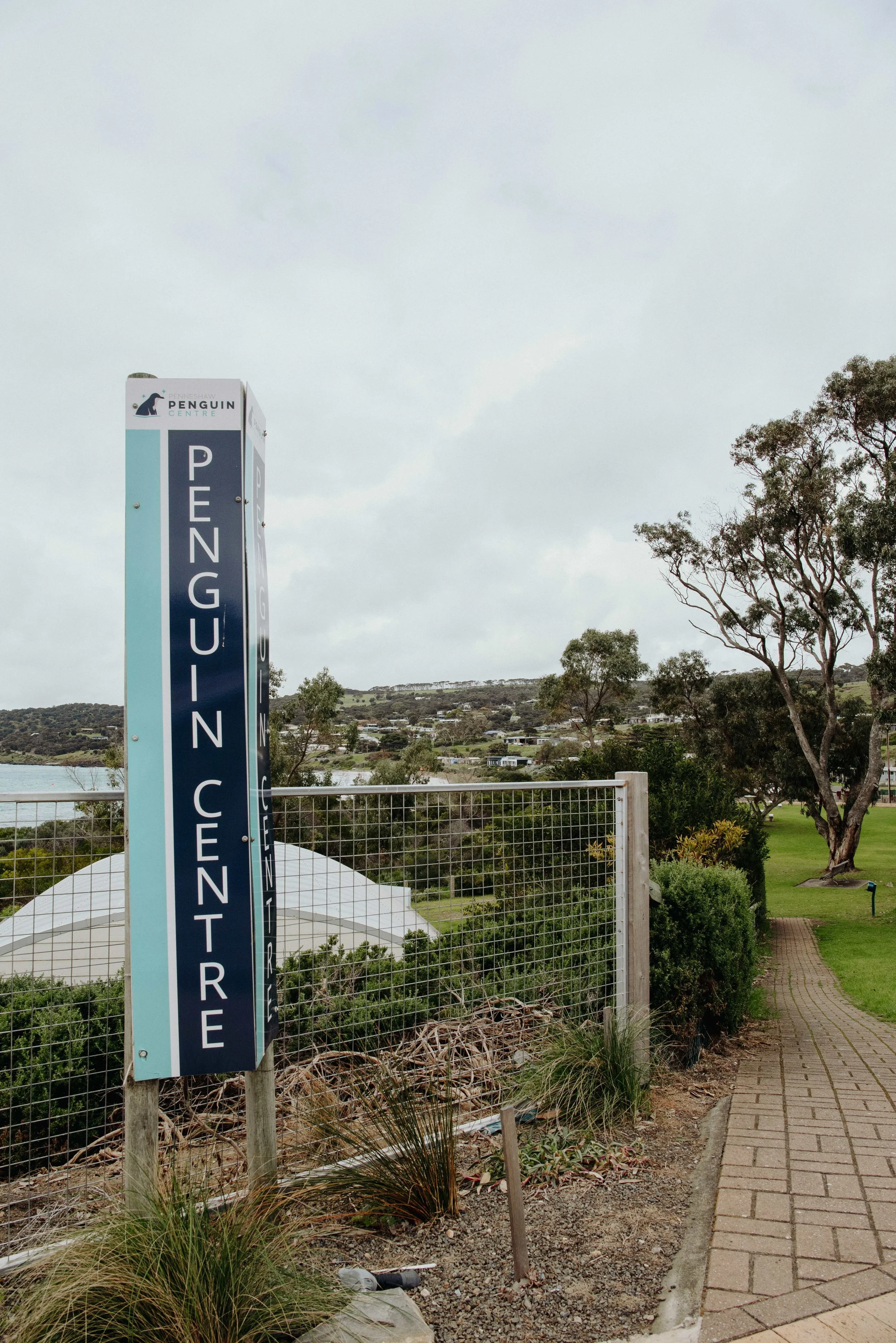 PenguinCentre(1).jpeg