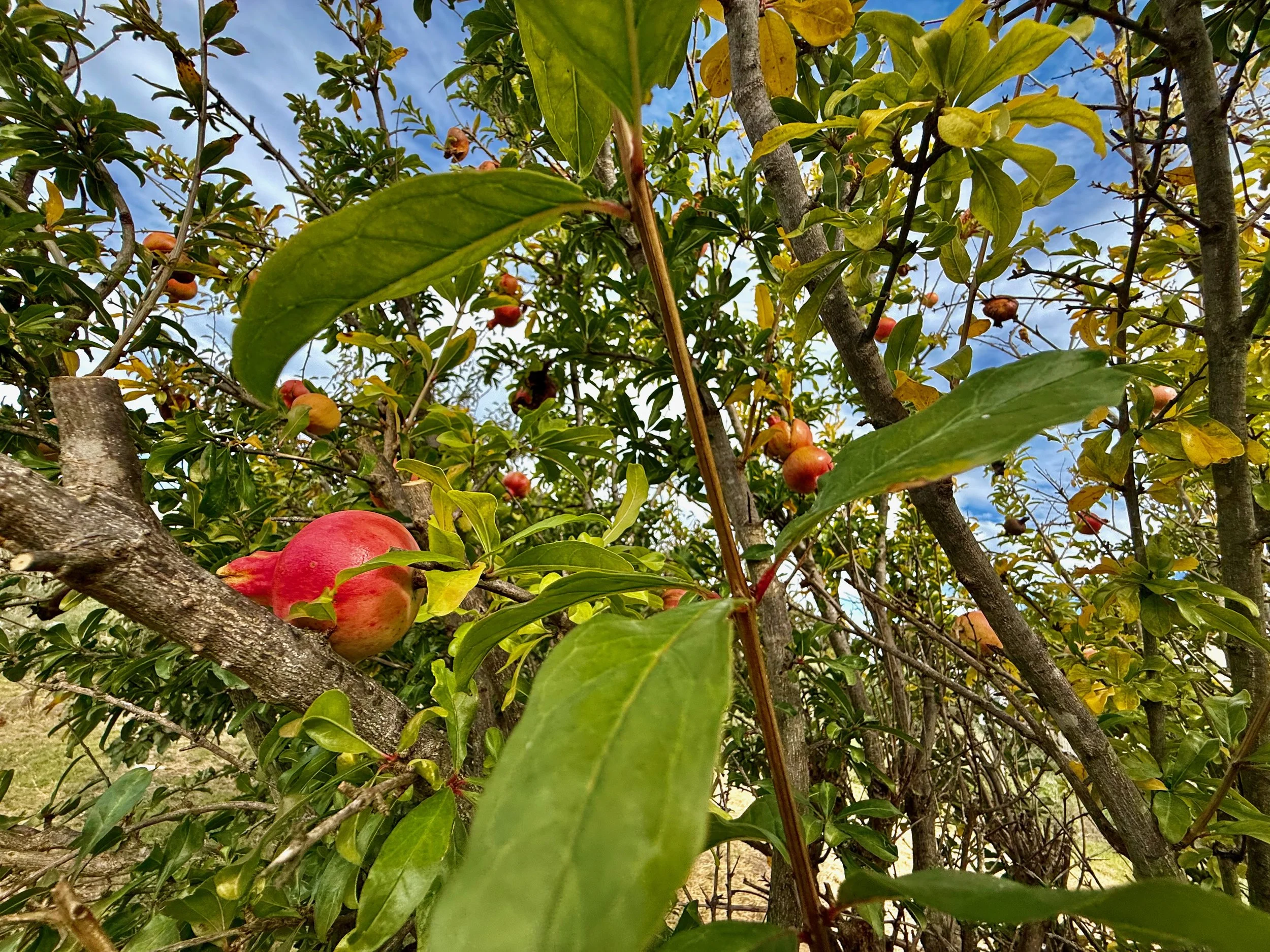 IMG_6284.jpeg