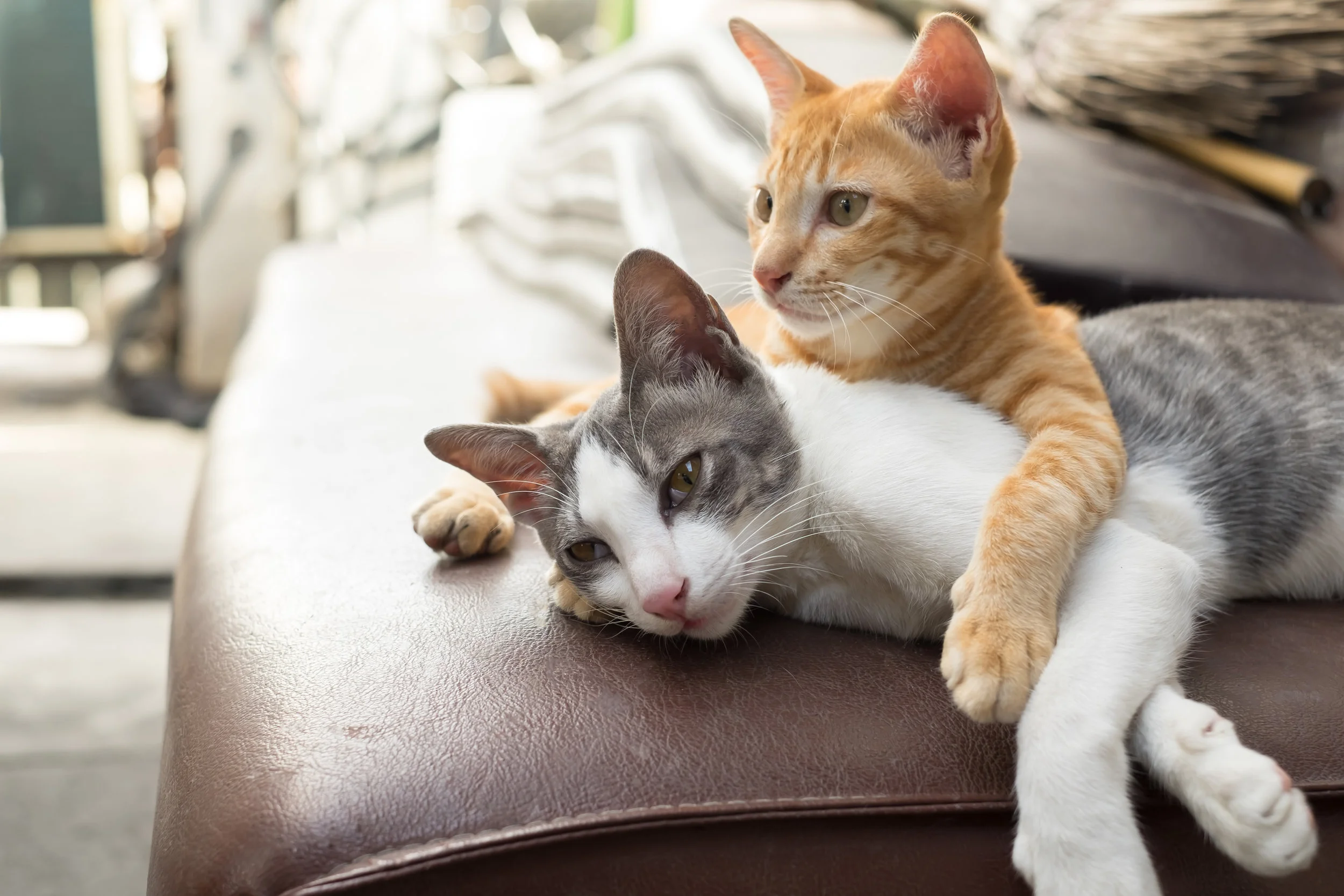 Cats-486495402_4896x3264.jpeg