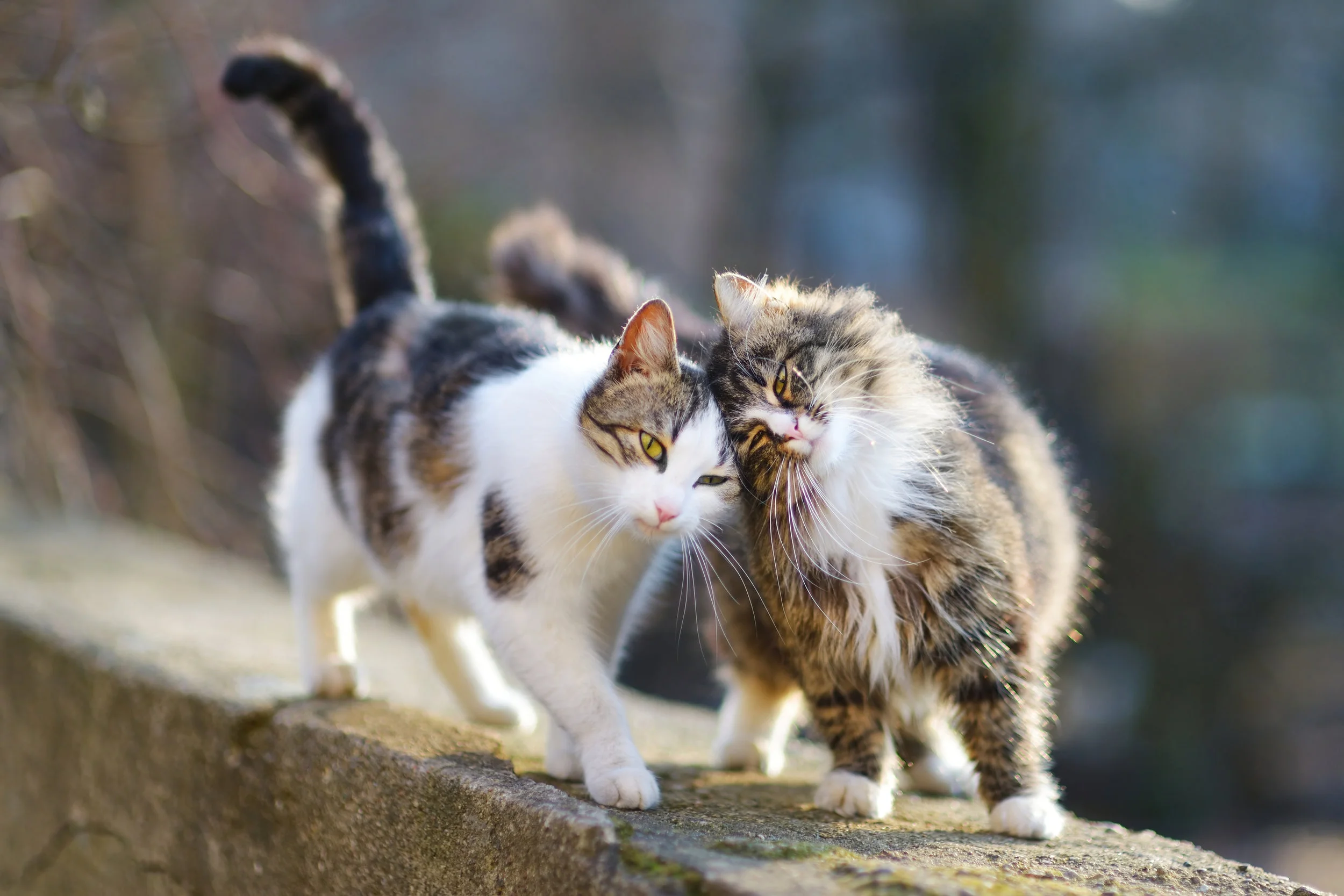 Two-lovely-cats-on-spring-504981060_3396x2264.jpeg