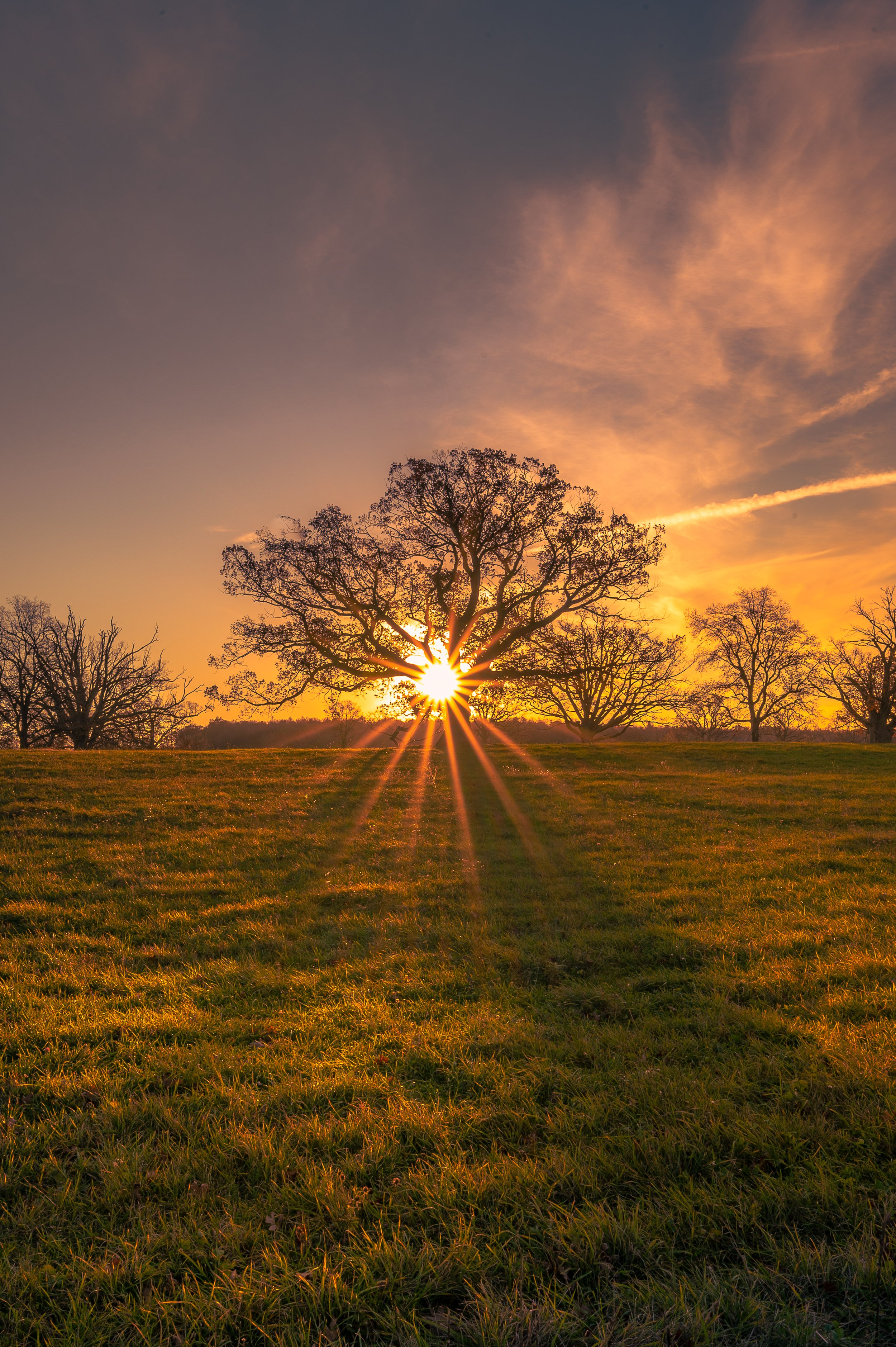Golden Oak Sunrise - Geneseo NY