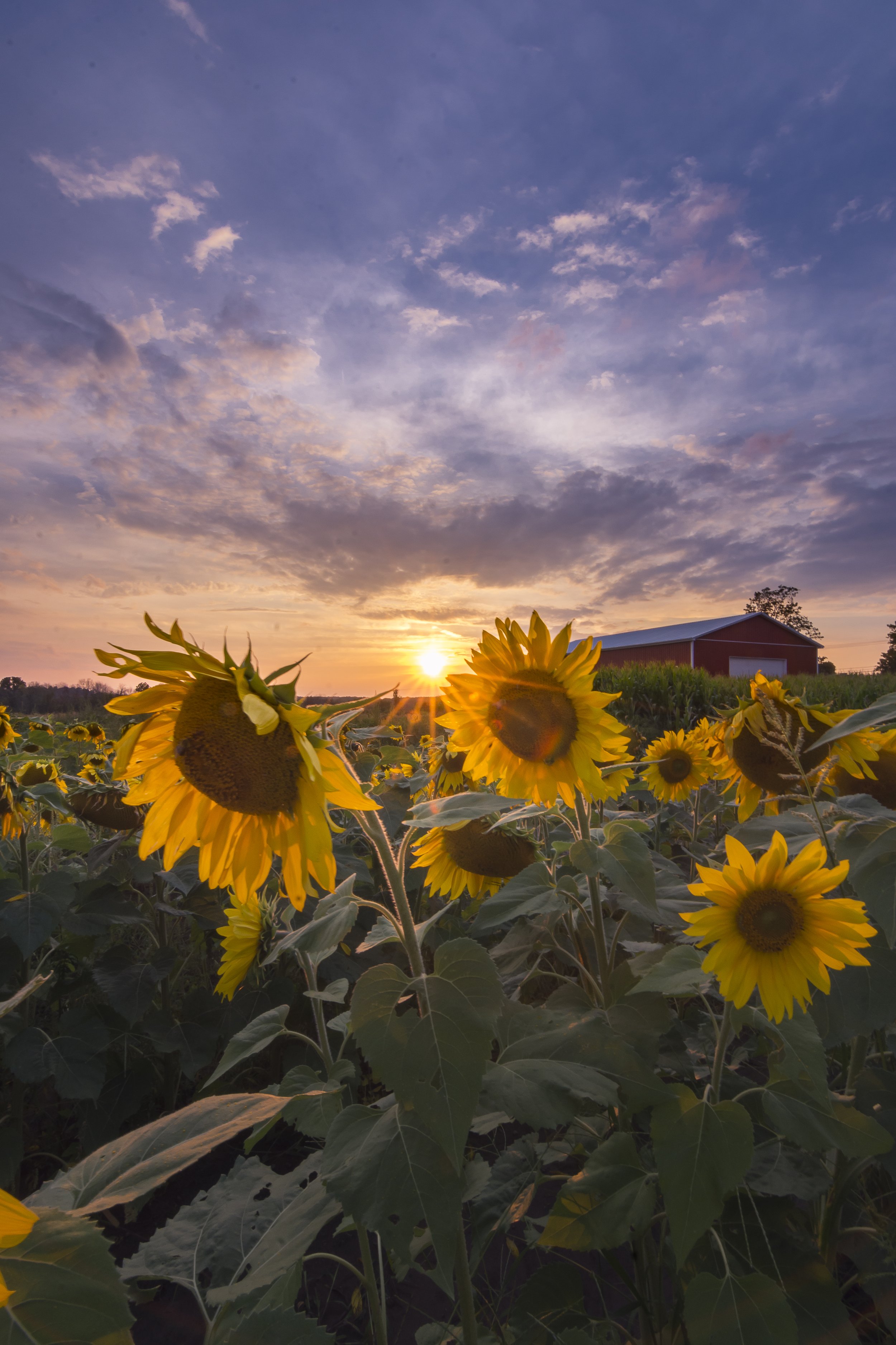 Sunflower Sunset... Honeoye Falls NY