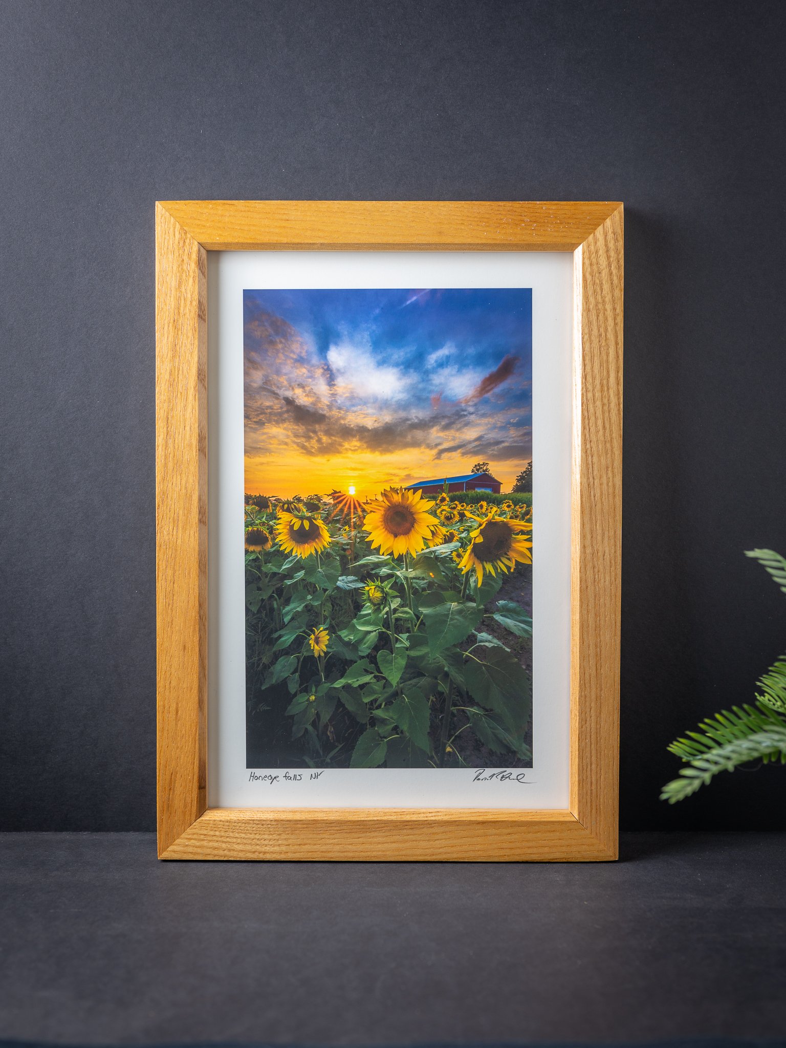 Sunflower Sunset framed print Honeoye Falls NY