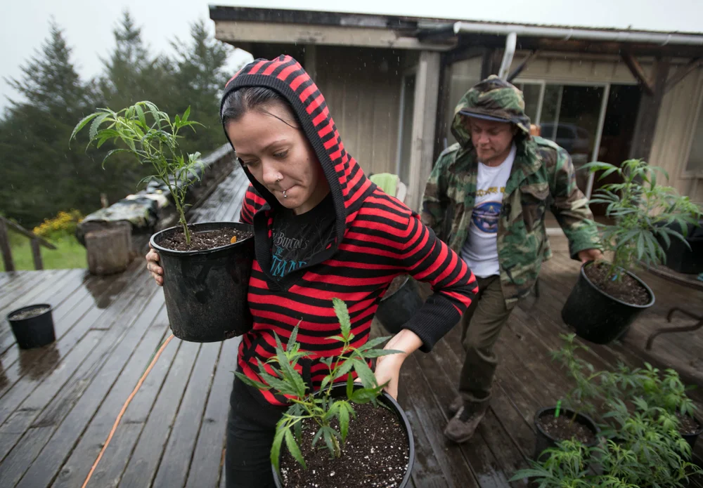 Percilla (L) and Chris (R) who are part of a live/work exchange program, carry marijuana plants into a greenhouse in Mendocino County, California on April 19, 2017. Marijuana growers, forced to run their businesses with cash, must navigate legal and political gray areas as regulations and laws continue to change. (Photo by Josh Edelson/AFP/Getty Images)