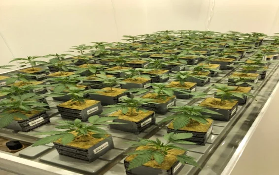 2. Cultivation.jpg