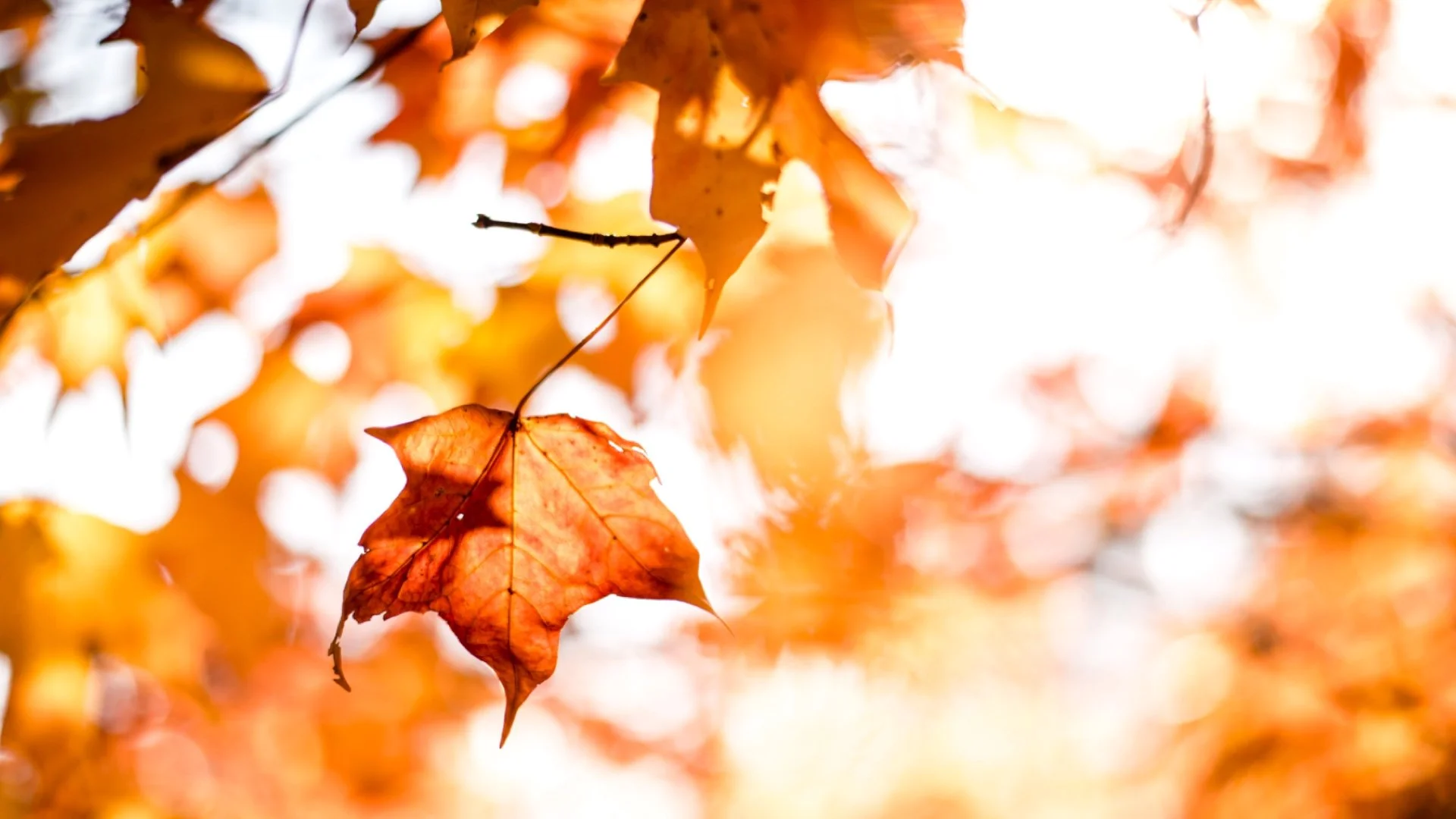 Yoga Online - Fall 2022