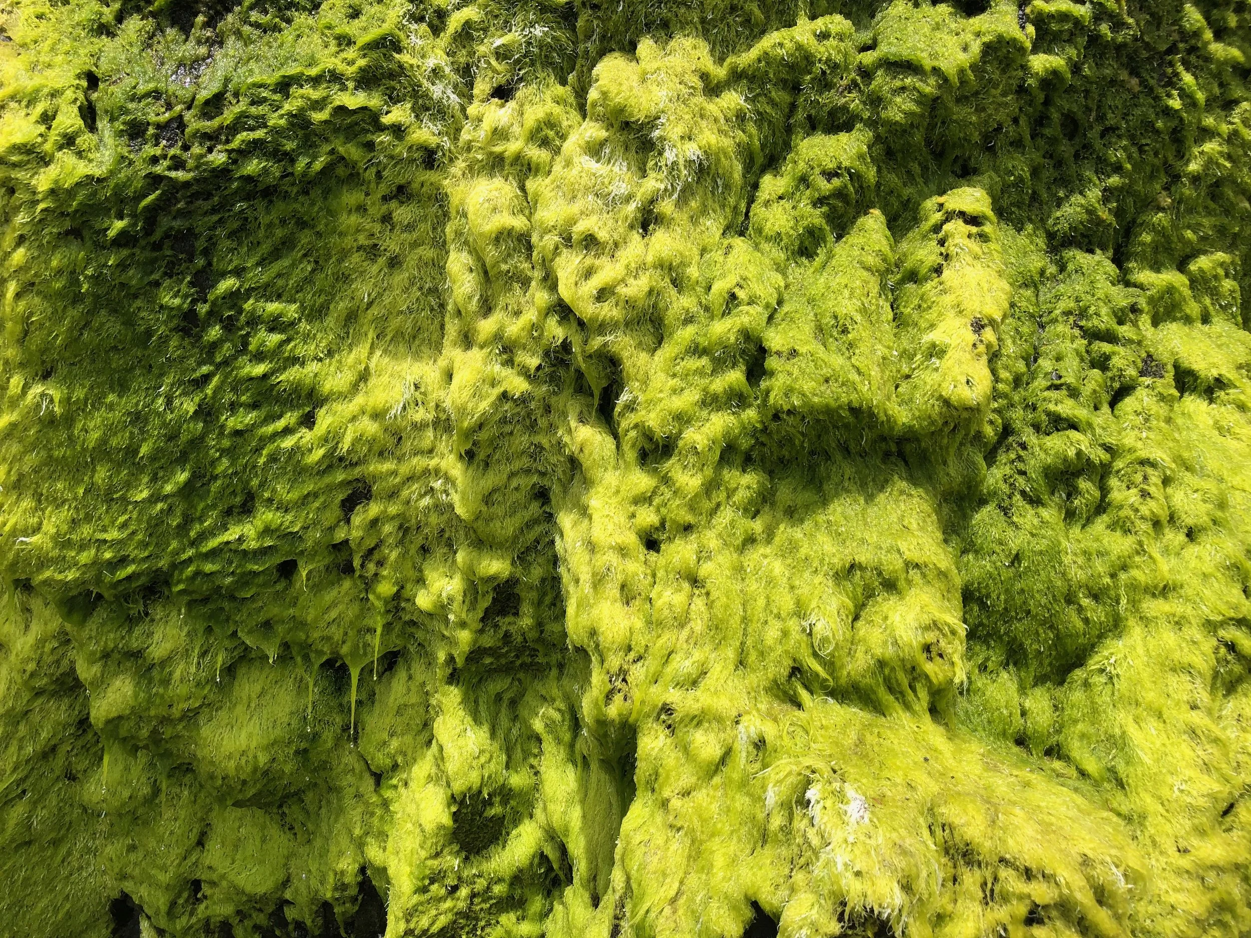 Feeling Green