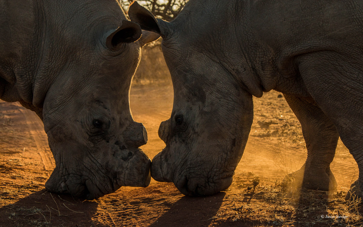 JasonSavage-WHRhinos.jpg