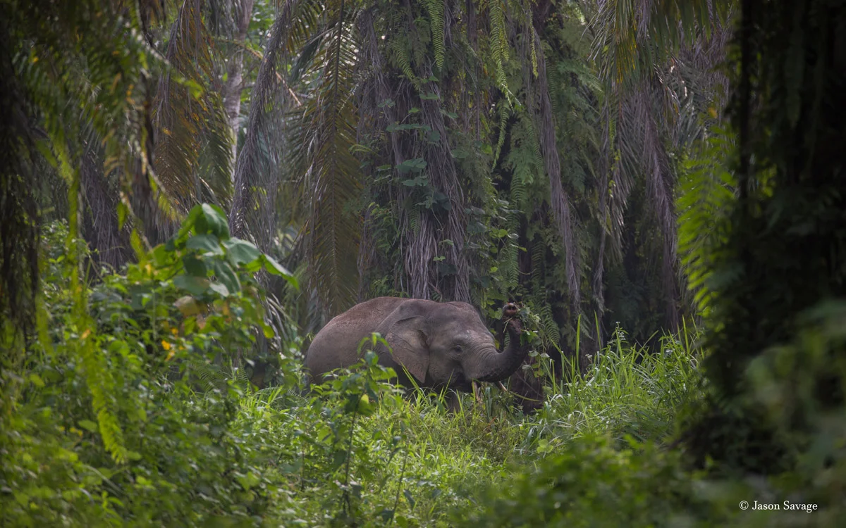 JasonSavage-ForestElephant.jpg