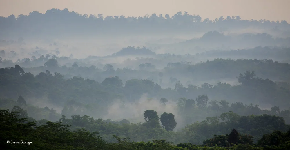 Following The Tigers Of Sumatra