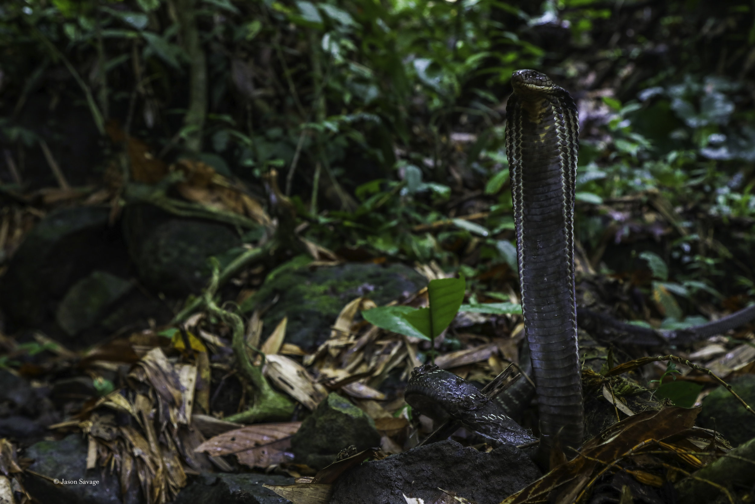 Gorgeous female king after she was located and caught