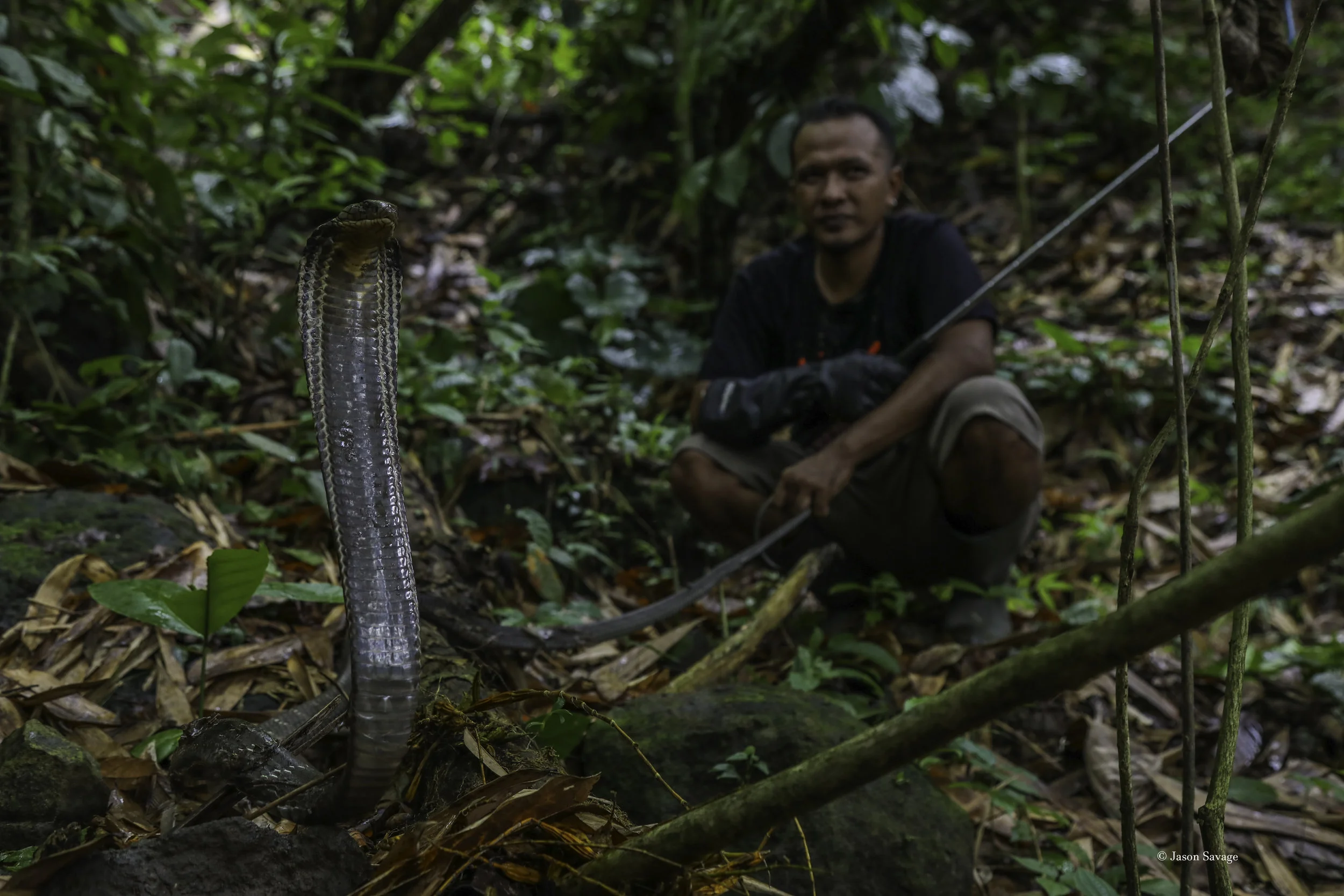 A staff member from the Bali Reptile Rescue handling the female king