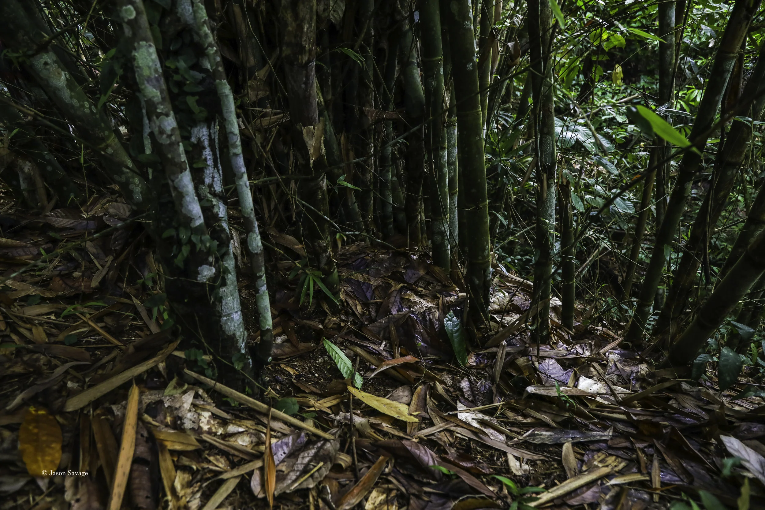 A king cobra nest in the middle of the bamboo