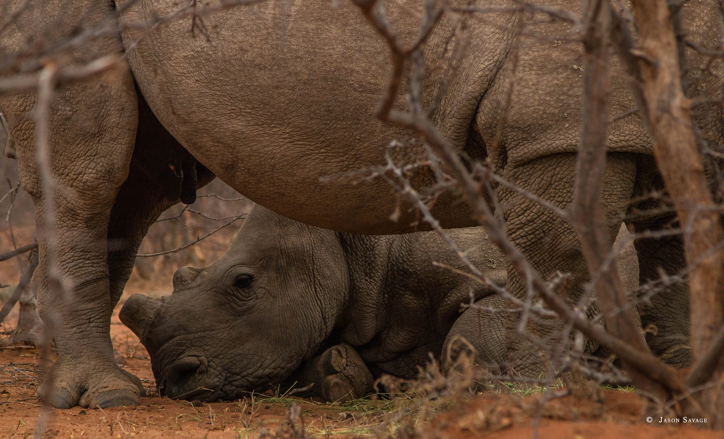 Mbilo resting under RC1 (1 of 1).jpg