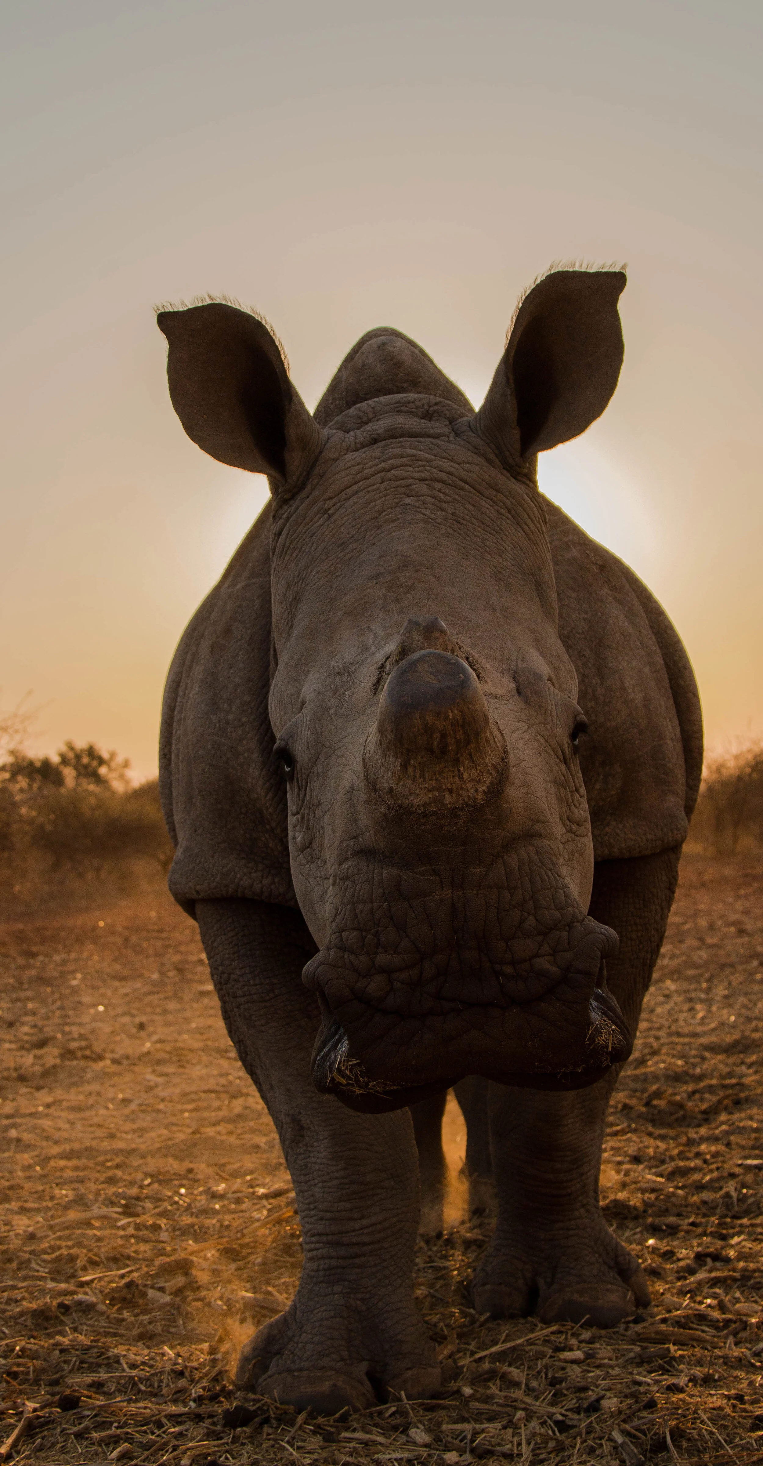 Mbilu sunrise tree2 (1 of 1).jpg
