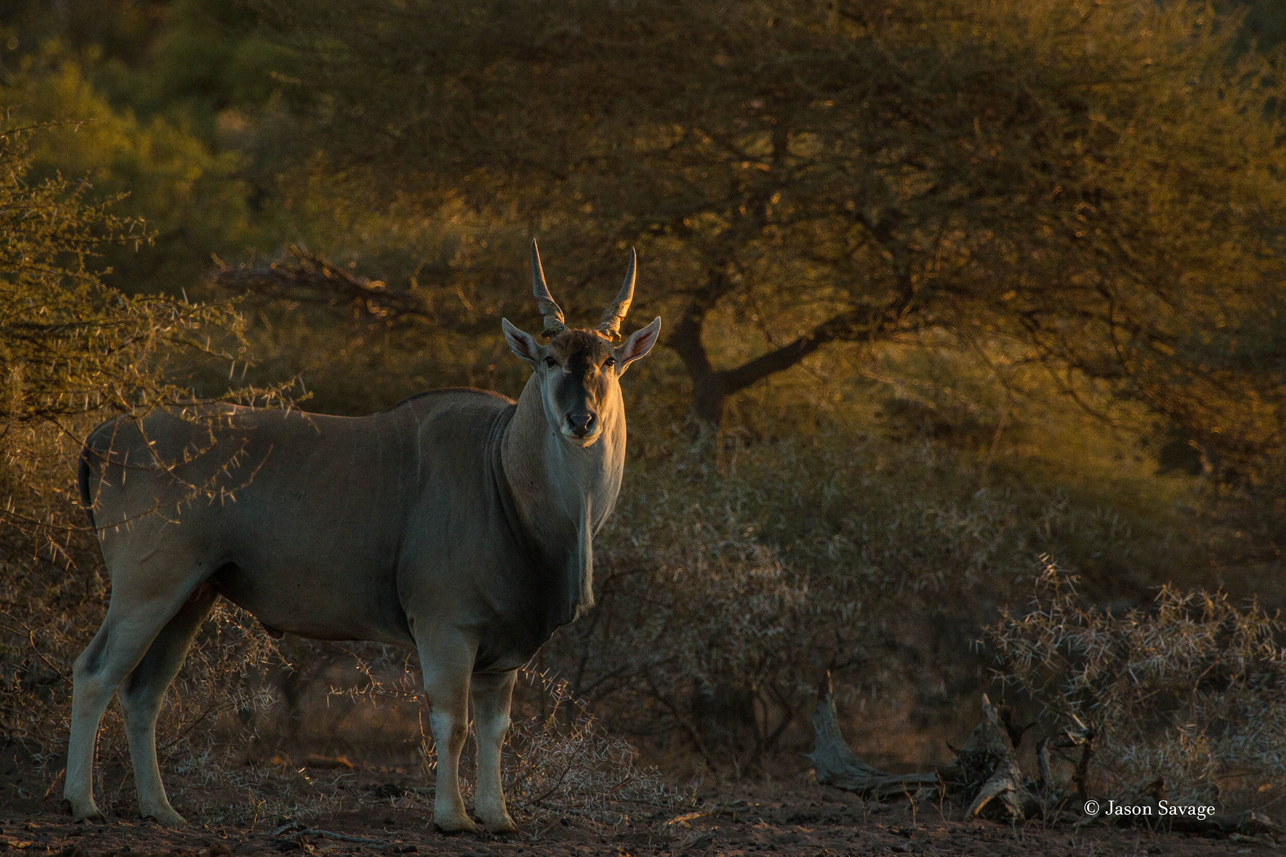 eland watching (1 of 1).jpg