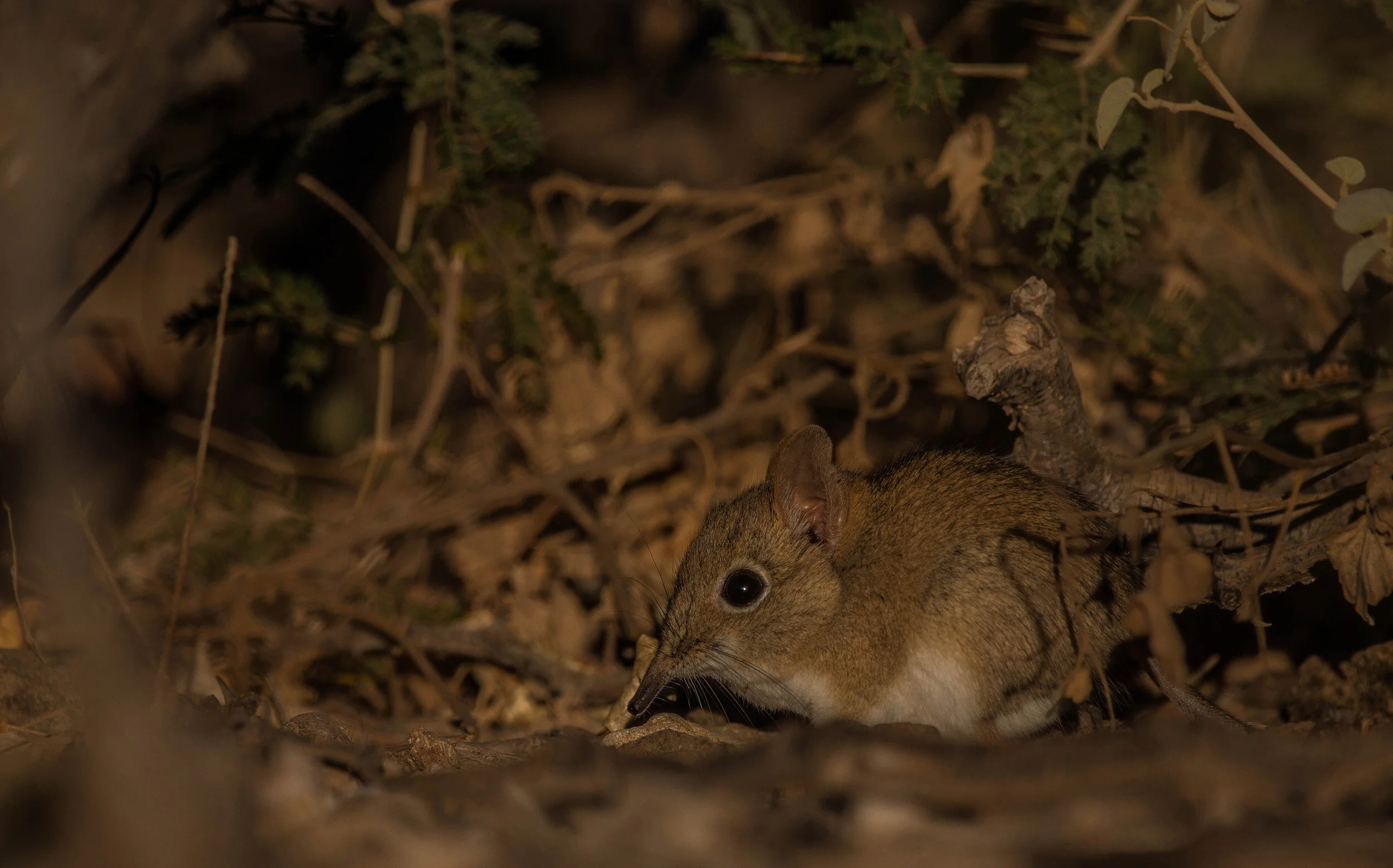 elephant shrew3 (1 of 1).jpg