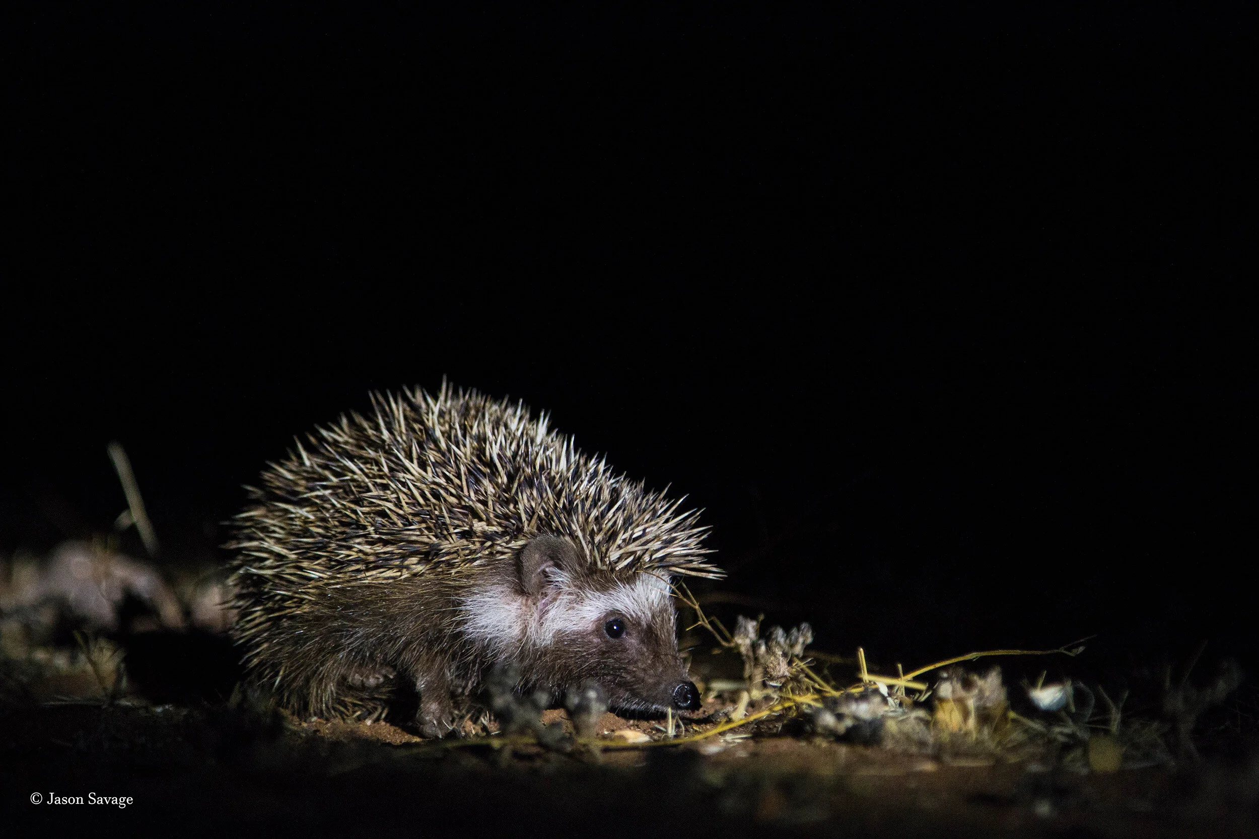 Hedgehog (1 of 1).jpg