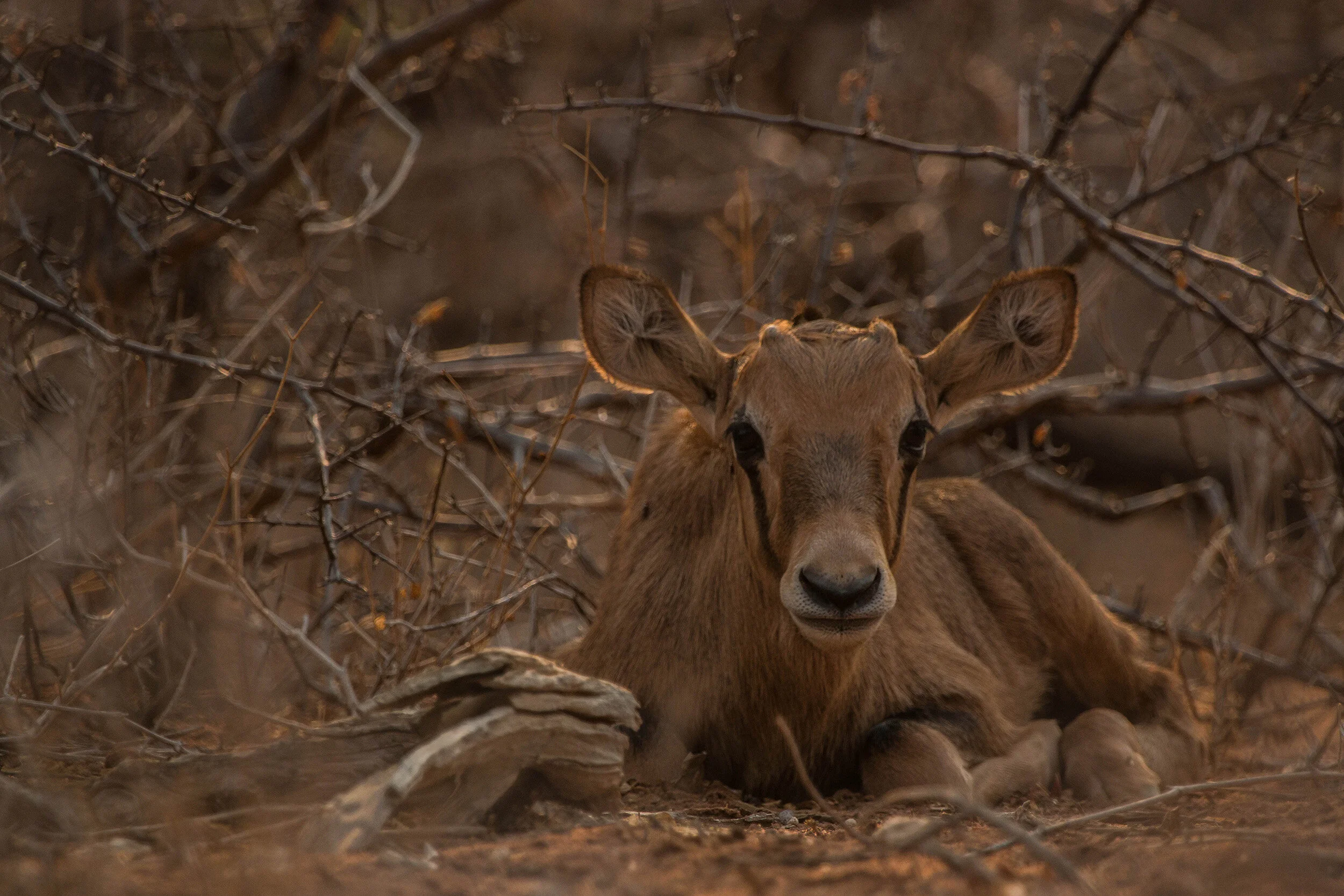 Gemsbok calf (1 of 1).jpg