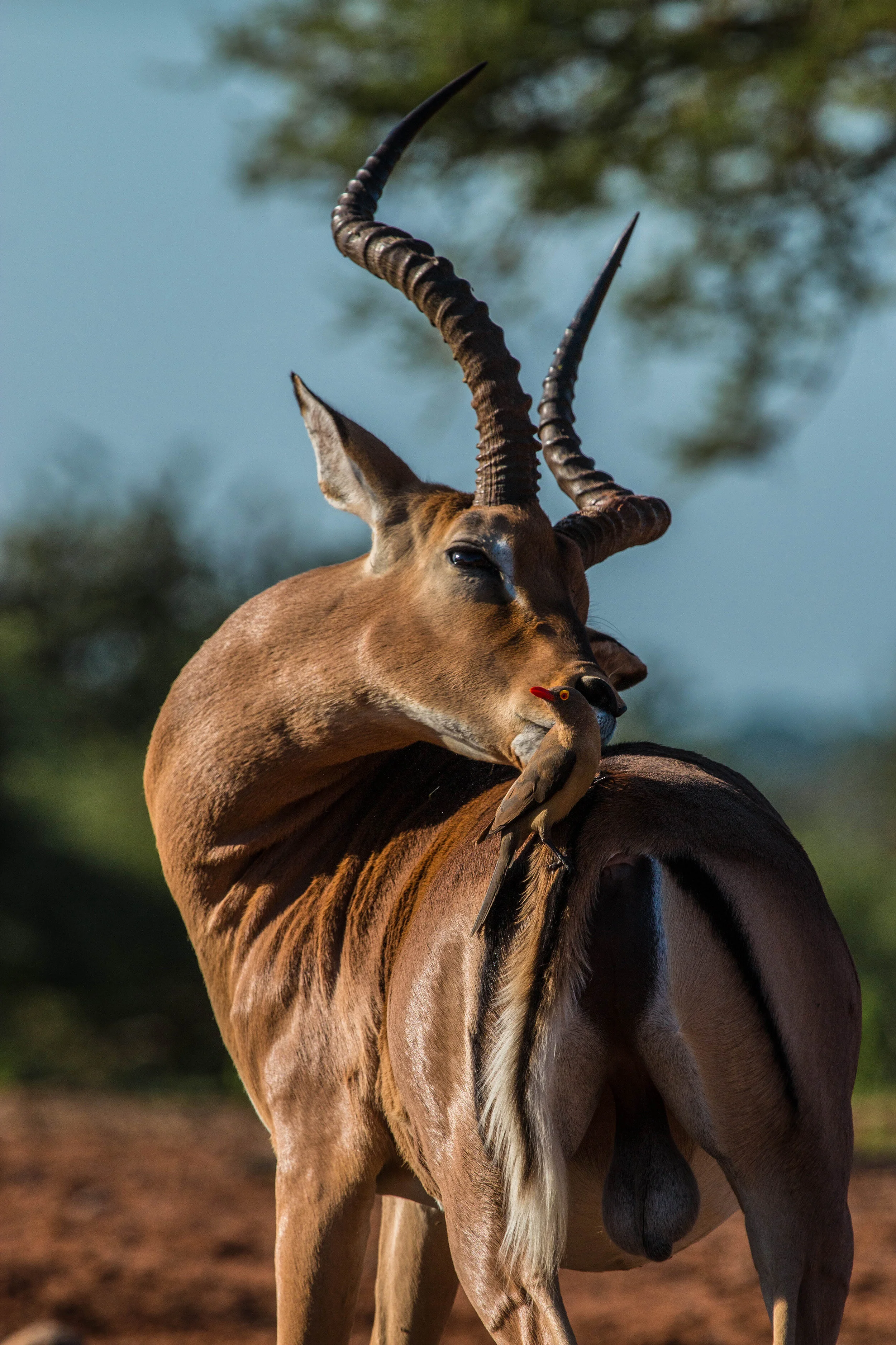 impala with oxpecker1 (1 of 1).jpg