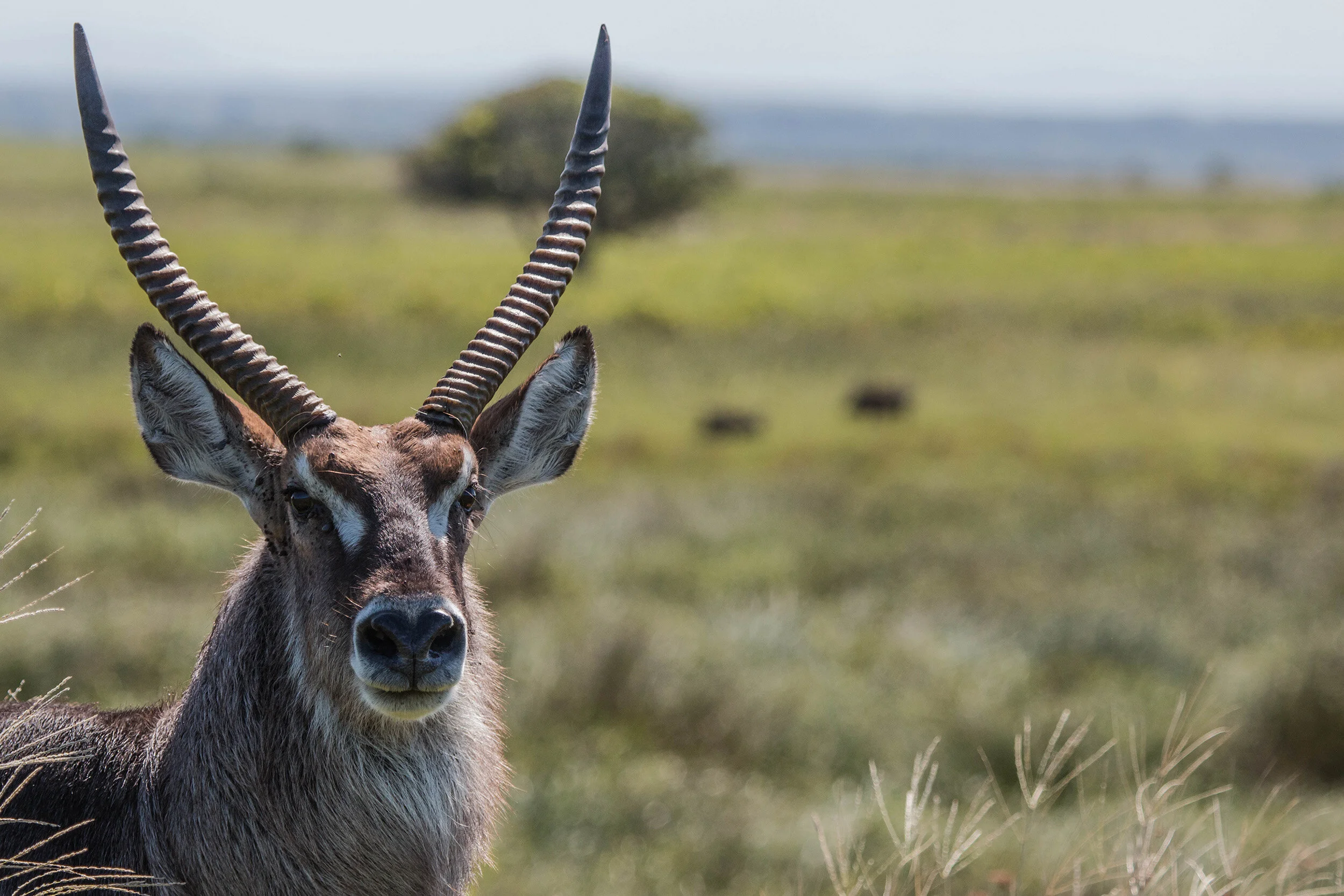 Isimangaliso Waterbuck (1 of 1).jpg