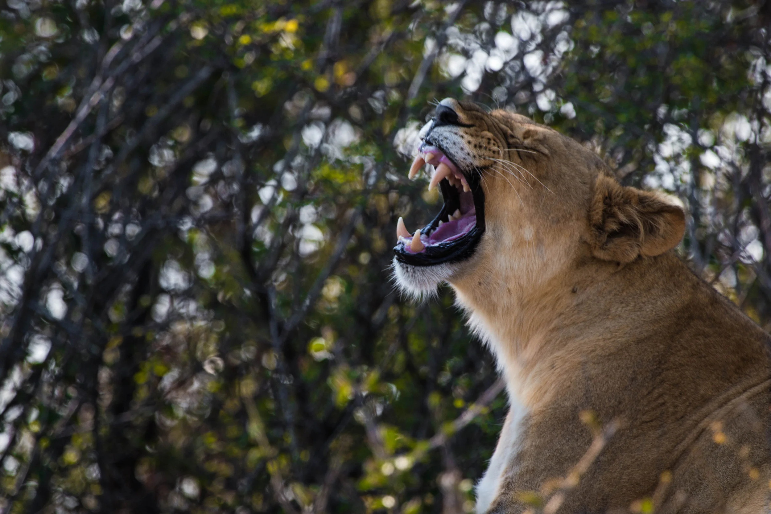 Karongwe Female Lion (1 of 1).jpg
