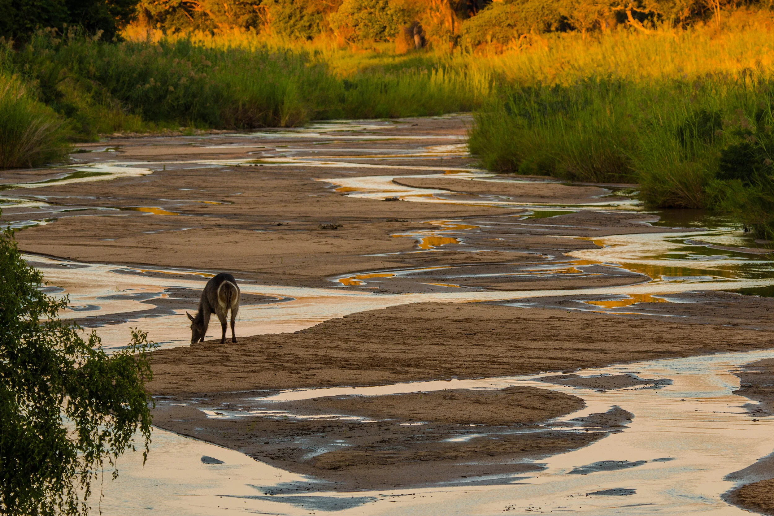 Karongwe Waterbuck Drinking (1 of 1).jpg