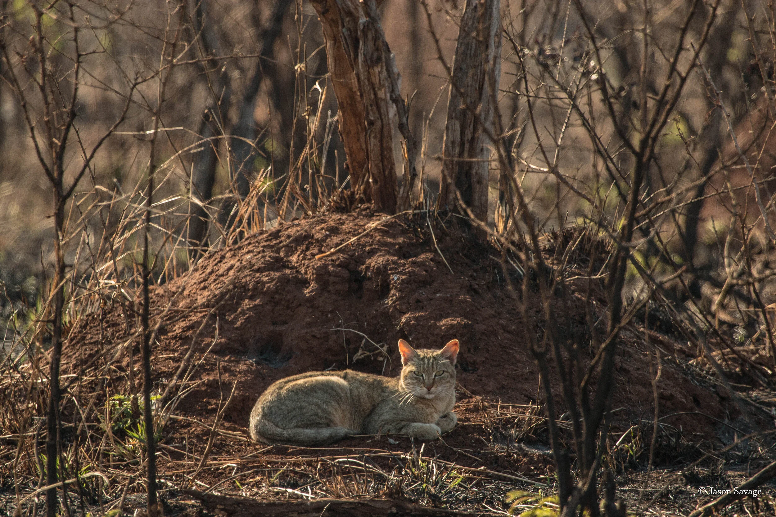 Kruger Wild Cat (1 of 1).jpg