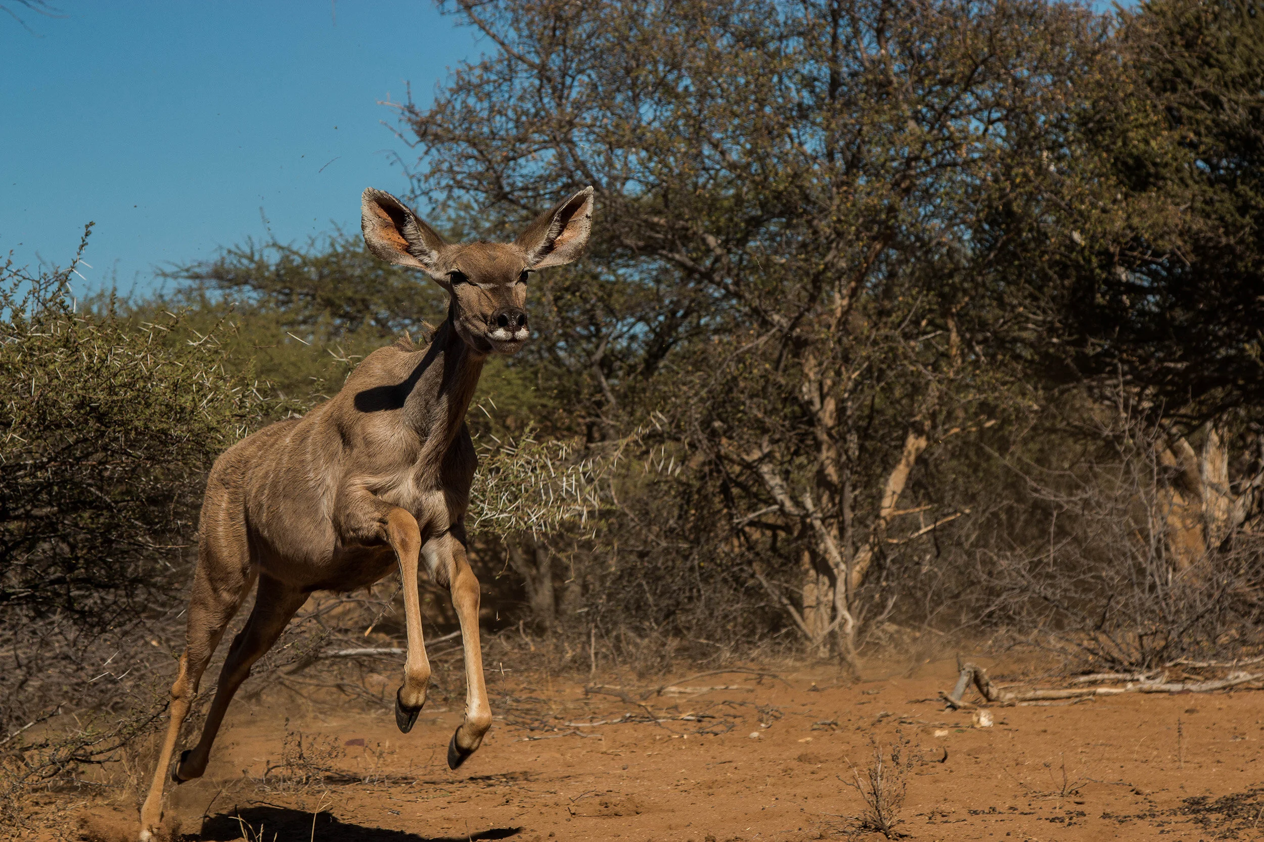 kudu jumping over me (1 of 1).jpg