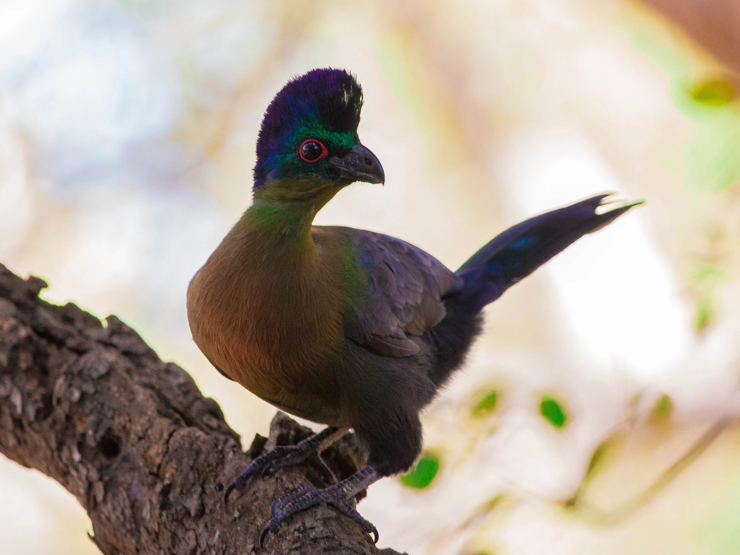 Purple Crested Turaco (1 of 1).jpg