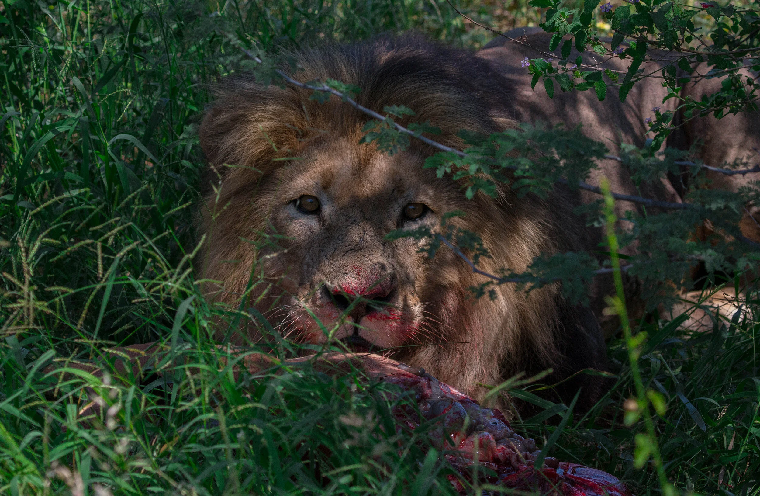 lion feeding (1 of 1).jpg