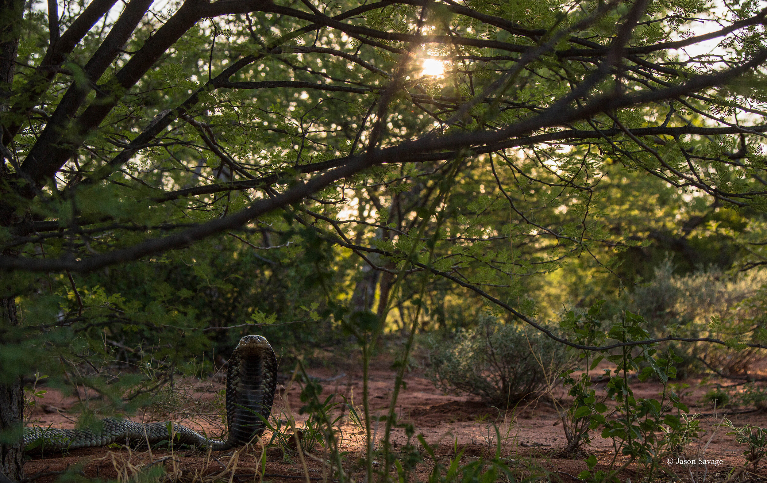 Snouted cobra (1 of 1).jpg