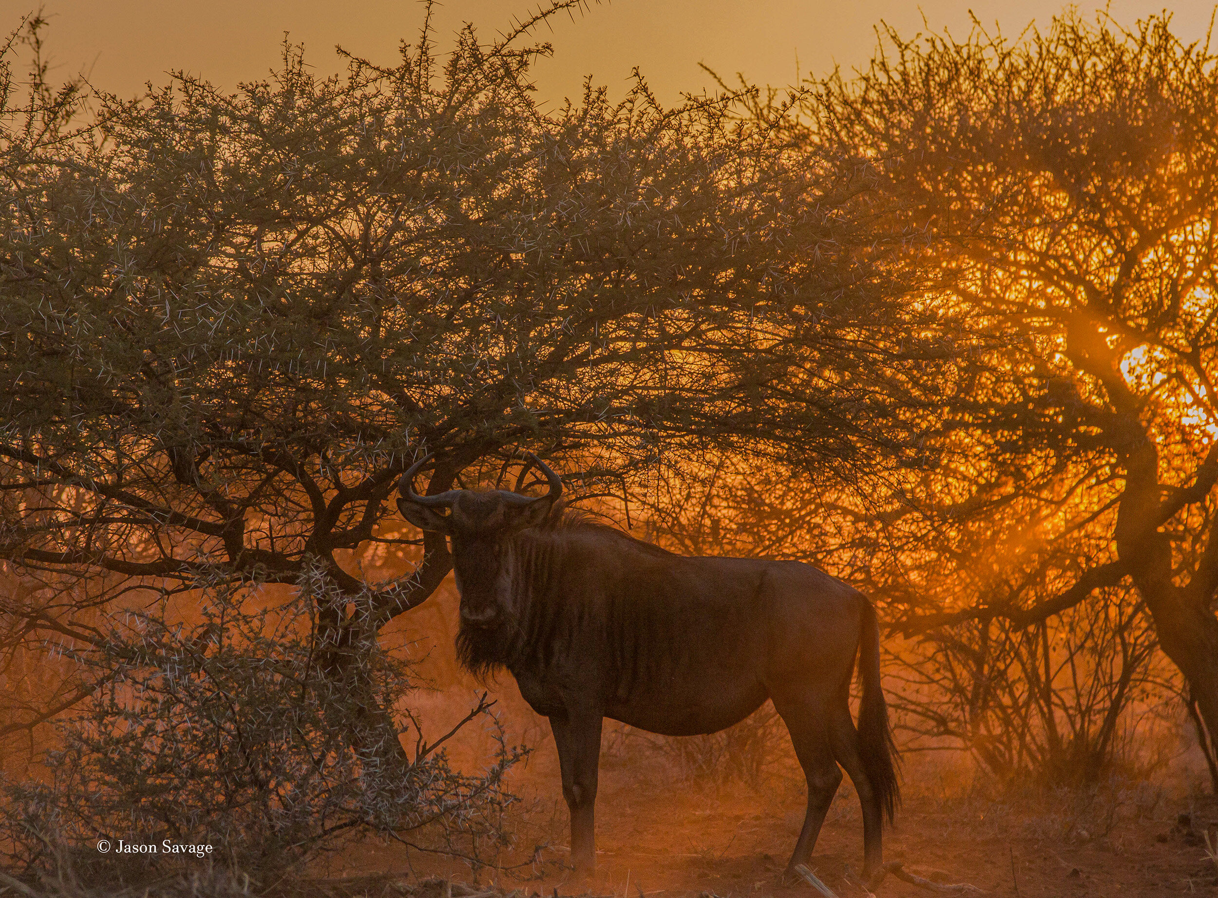 Wildebeest dust sunrise3 (1 of 1)-2copy.jpg