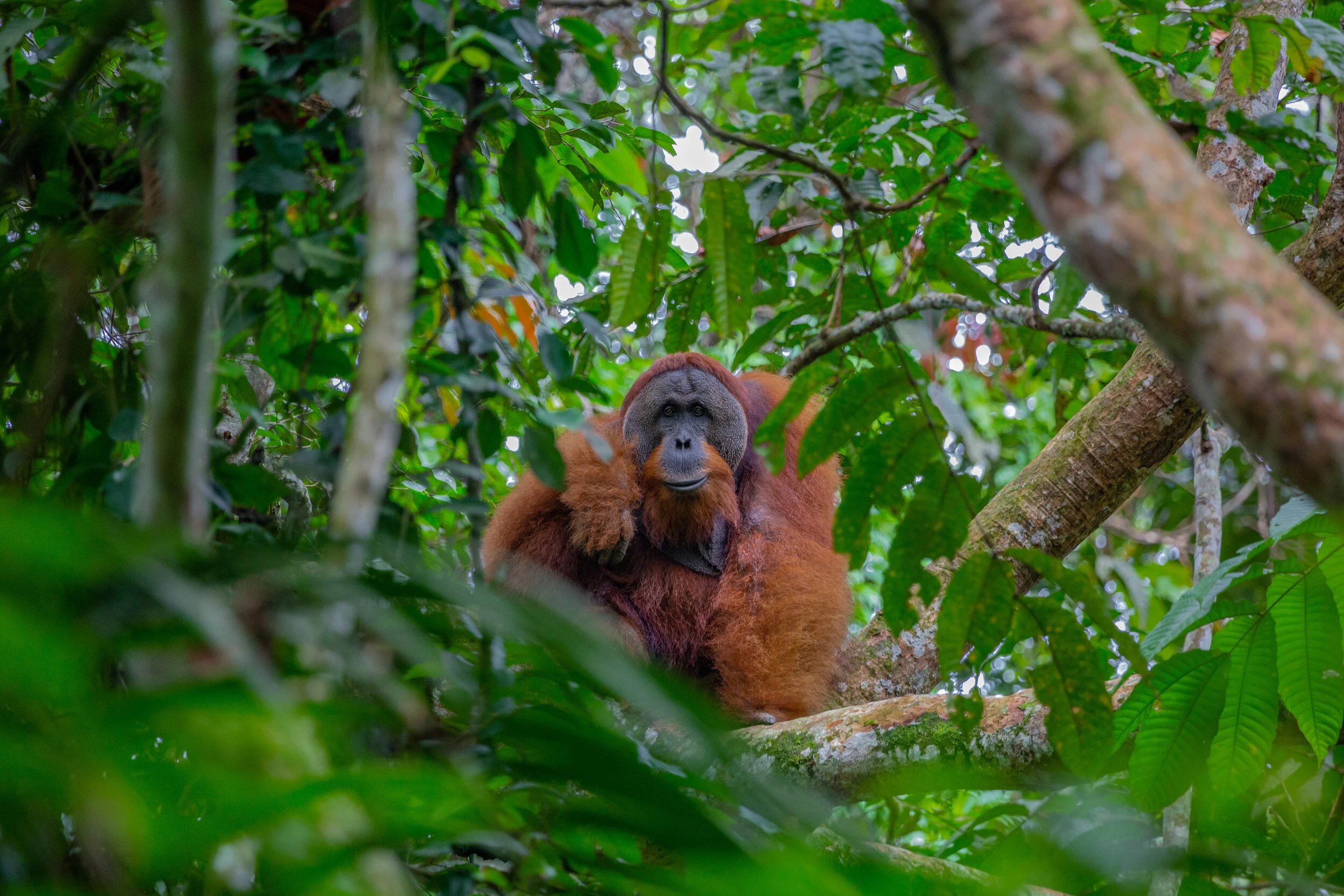 The Battle For Sumatra's Ecosystems
