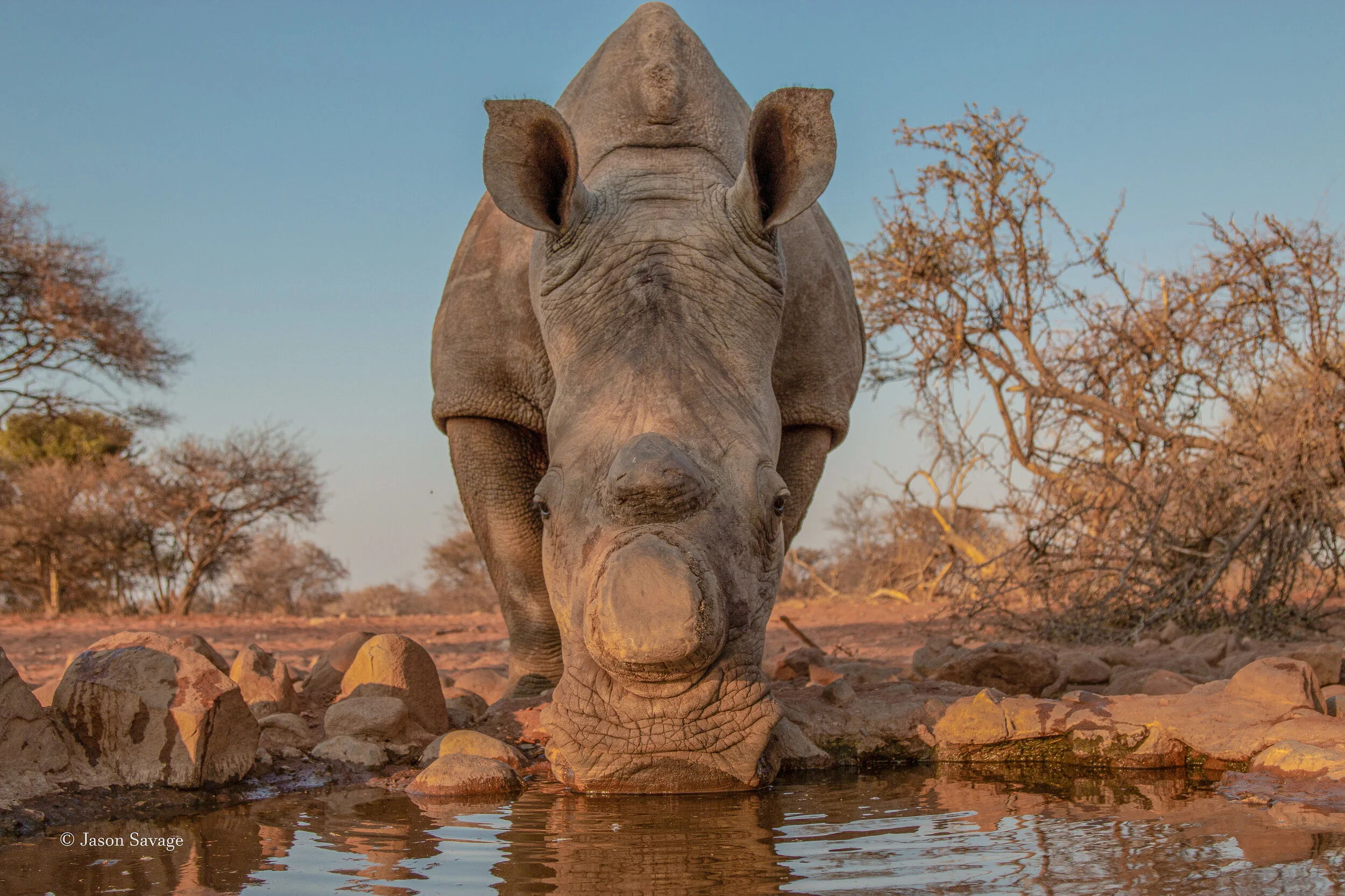 A white rhino drinks at one of the man made waterholes