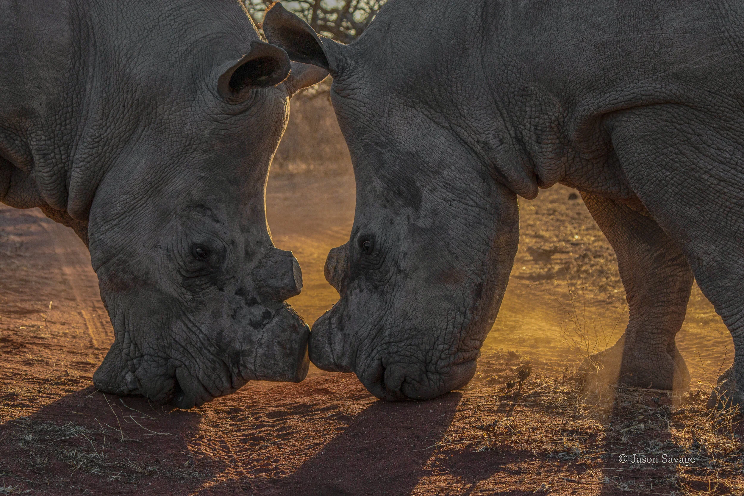 2 white rhino females come together for some push and shove