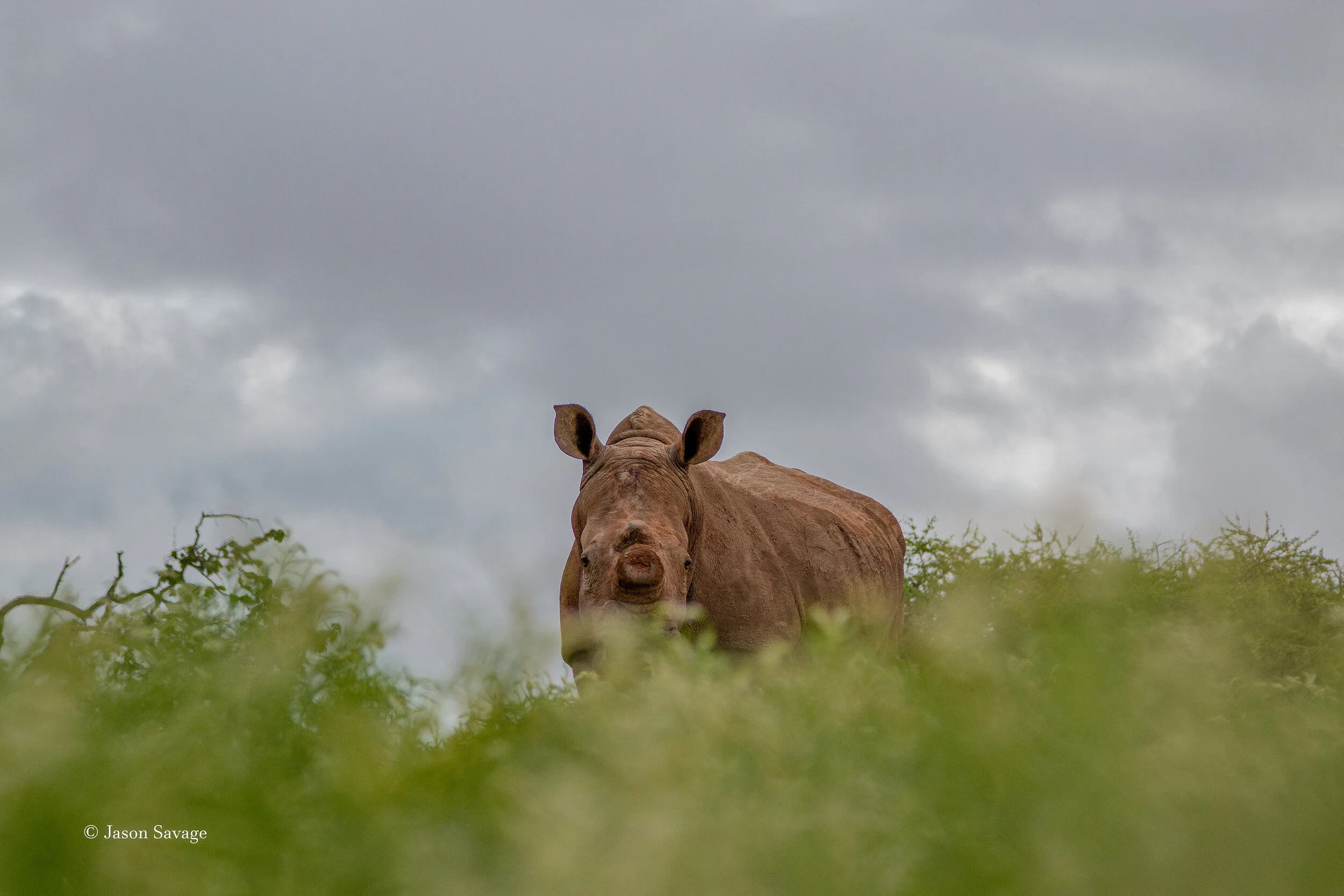 White rhino stands amongst the green summer vegetation