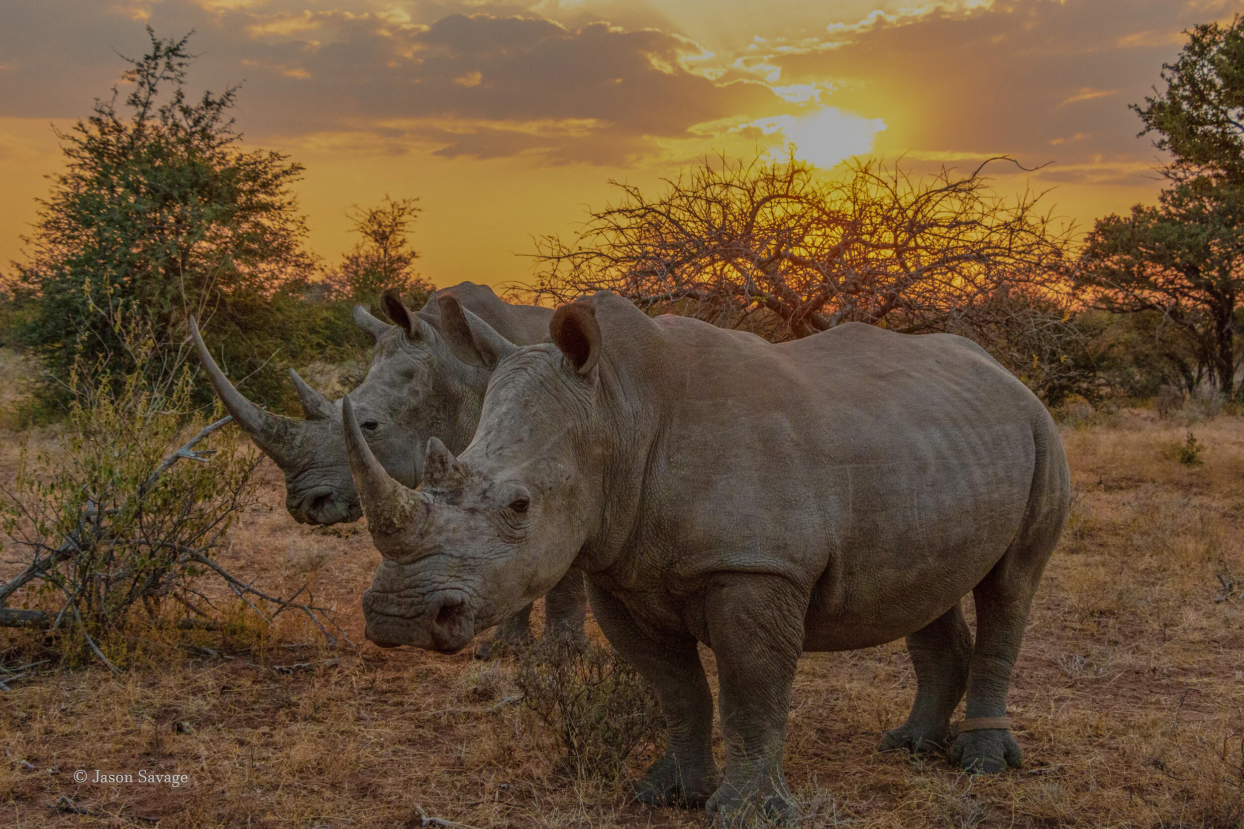2 white rhinos stand with the setting sun in the background