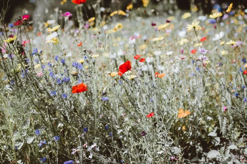 <h3>World famous flower display</h3>