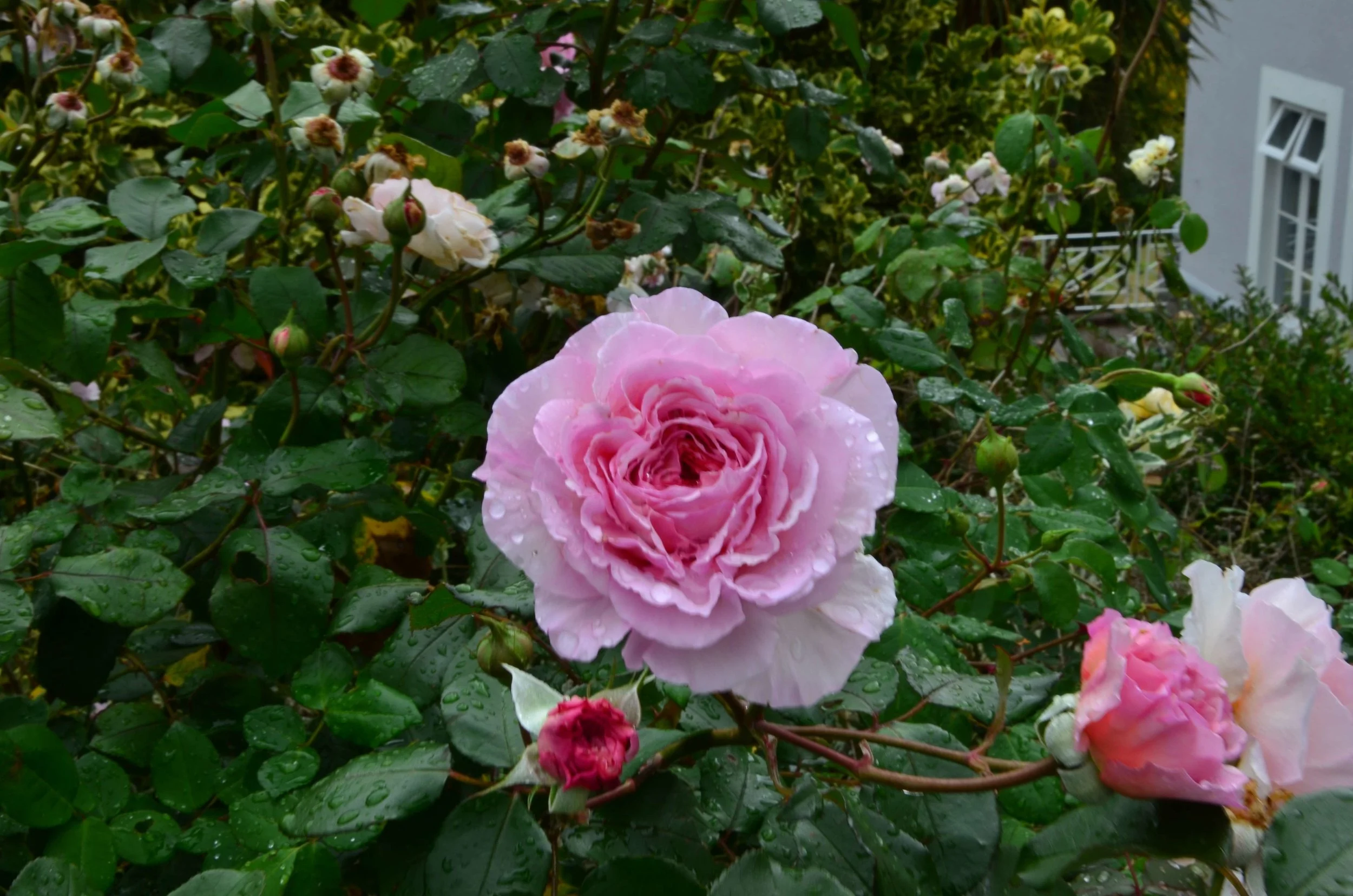 DSC_0081.jpg