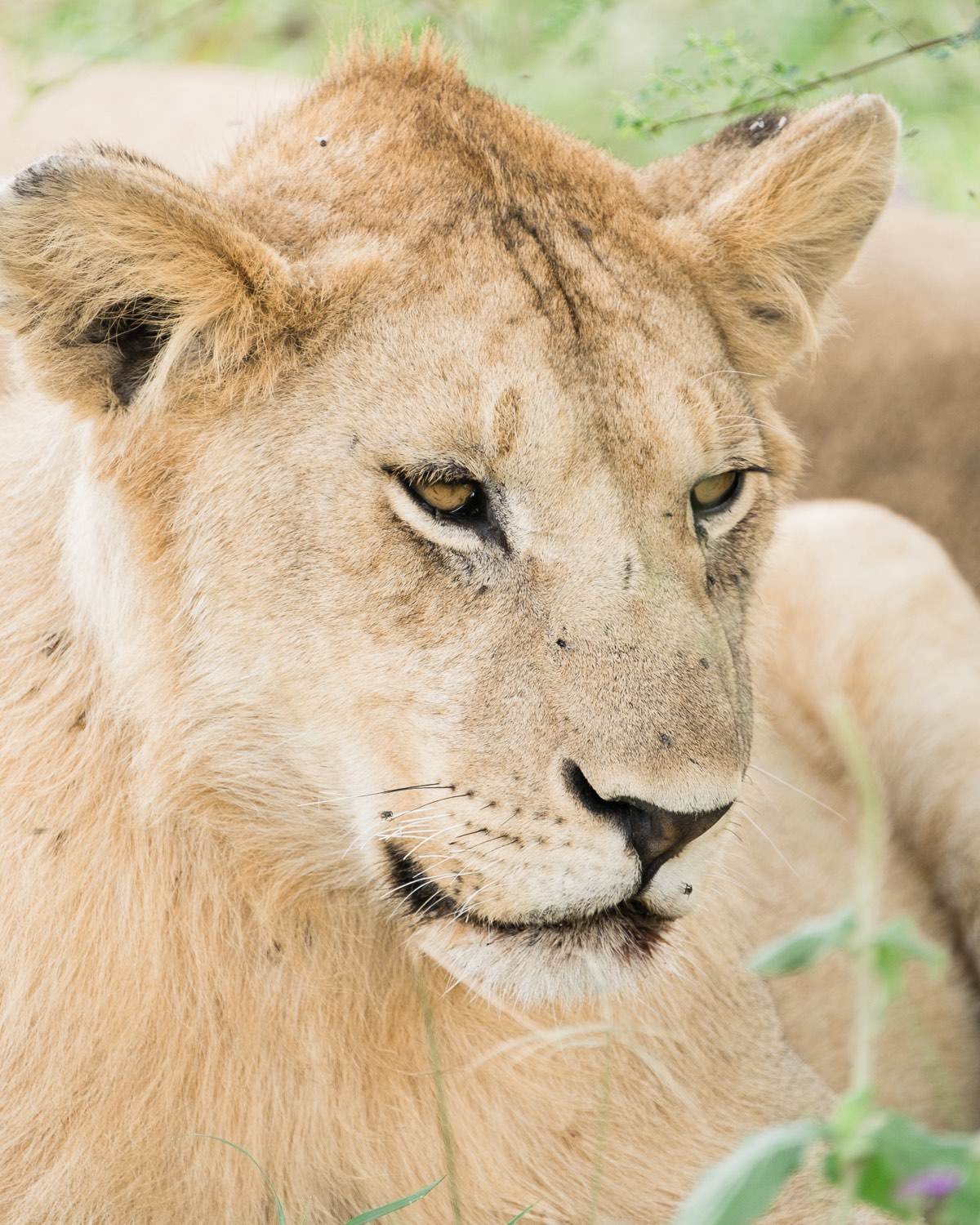 Löwin in der Serengeti