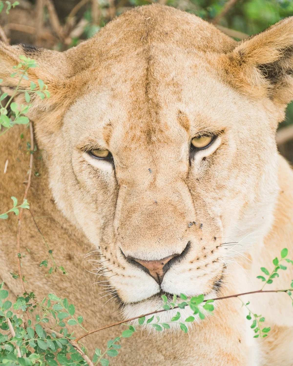 Löwin in der Serengeti