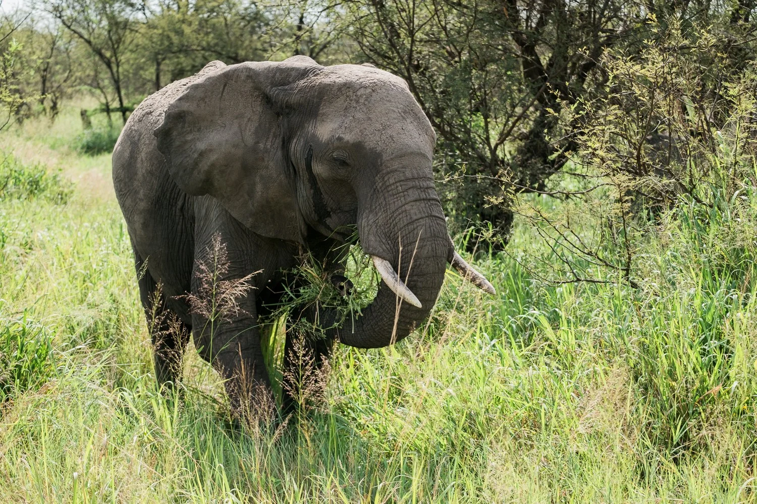 Afrikanischer Elefant