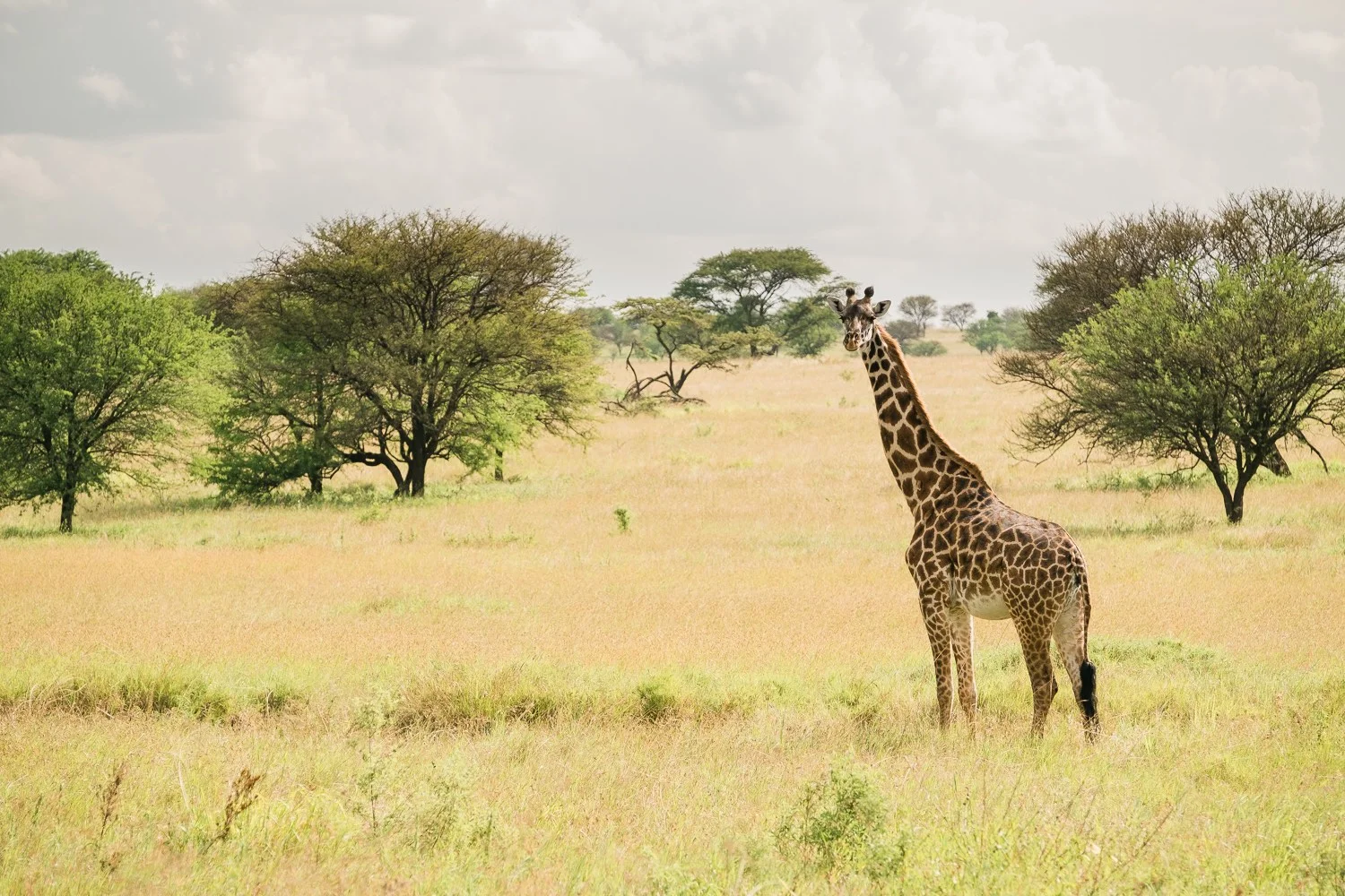 Netzgiraffe