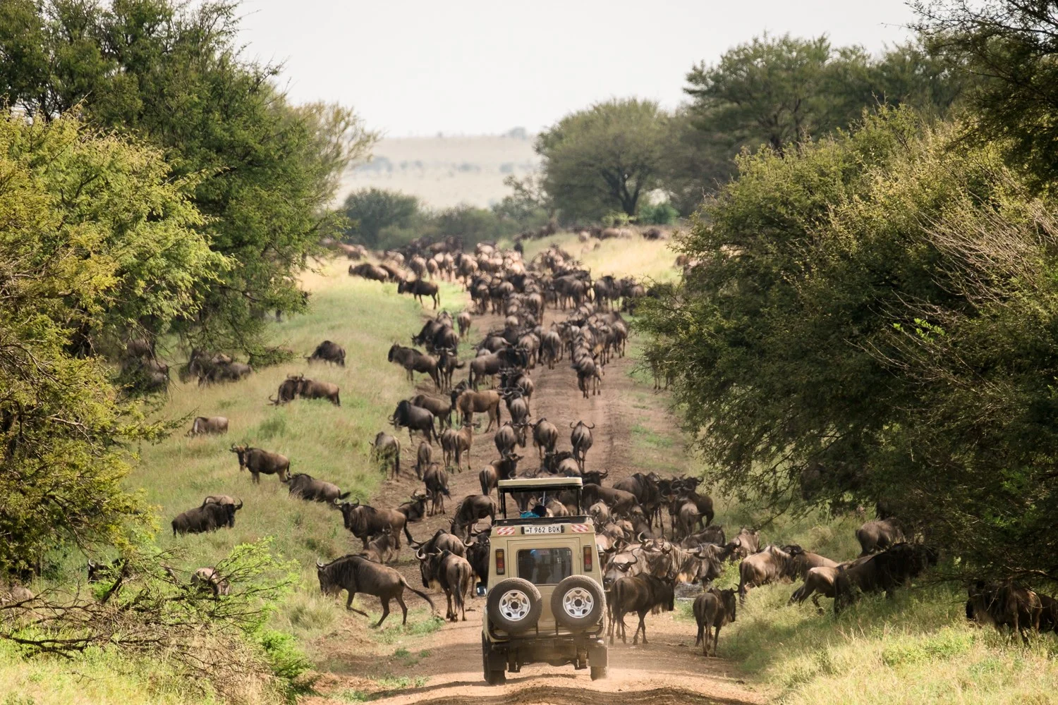 Wanderung der Gnus