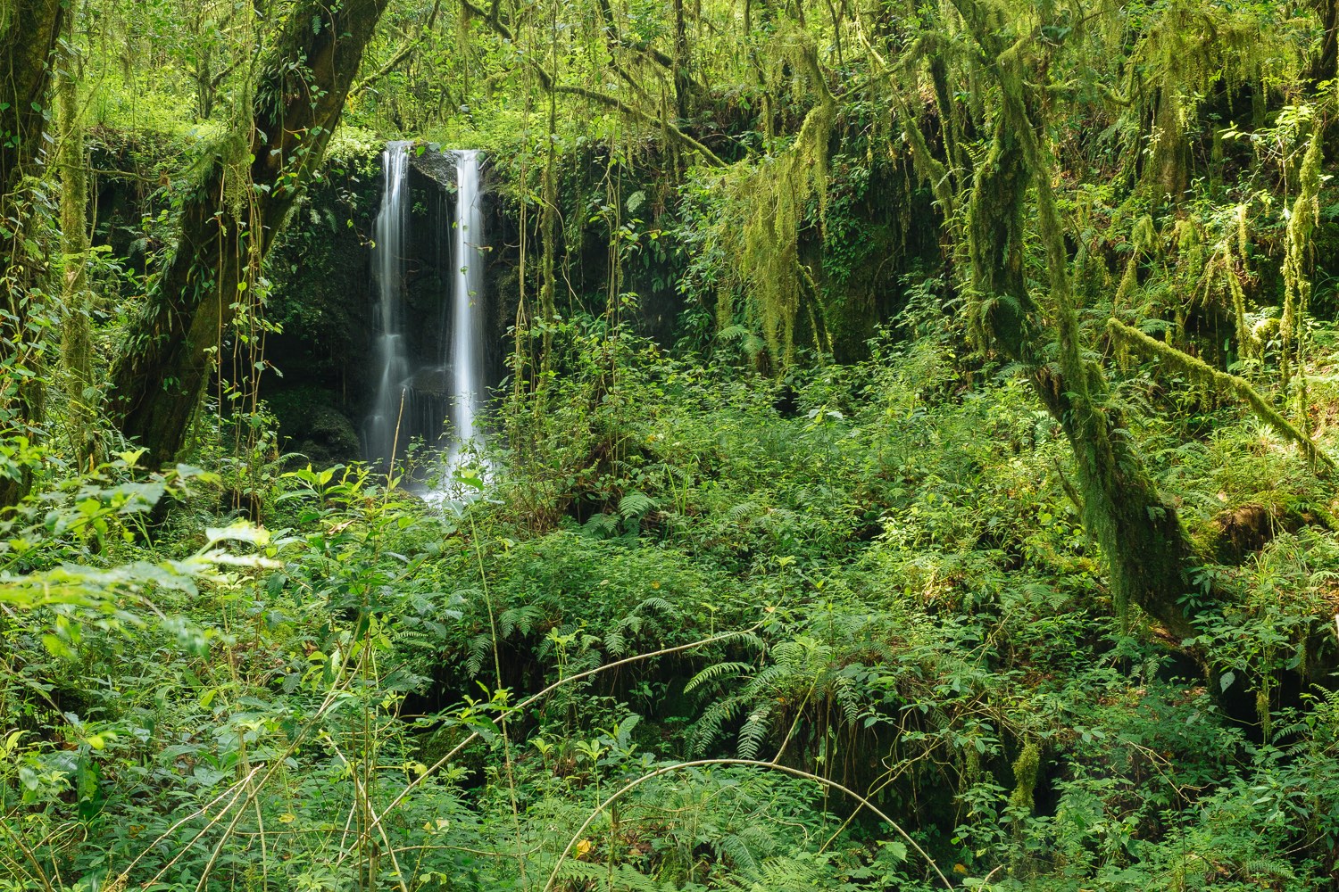 Wasserfall im Regenwald