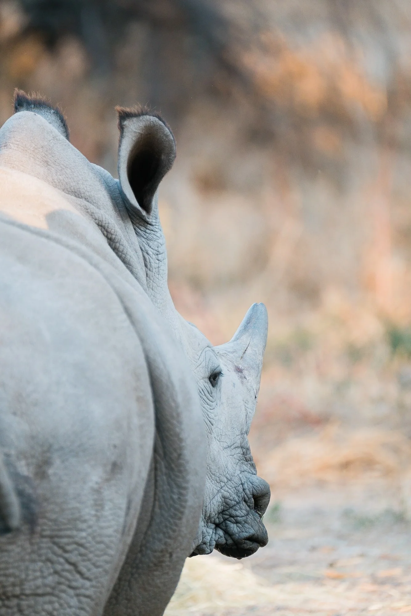 Breitmaulnashorn im Epako Game Reserve