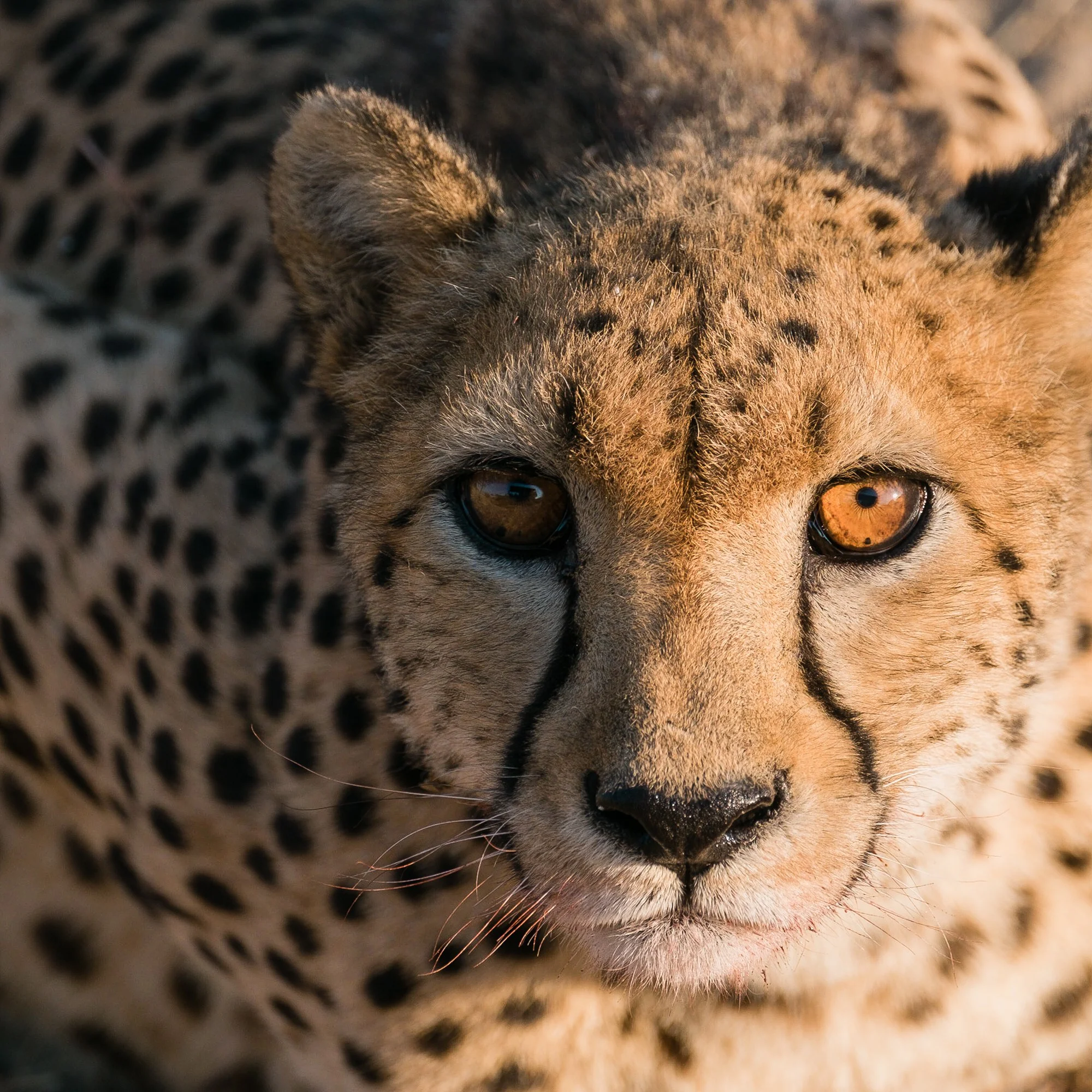 Gepard im Epako Game Reserve
